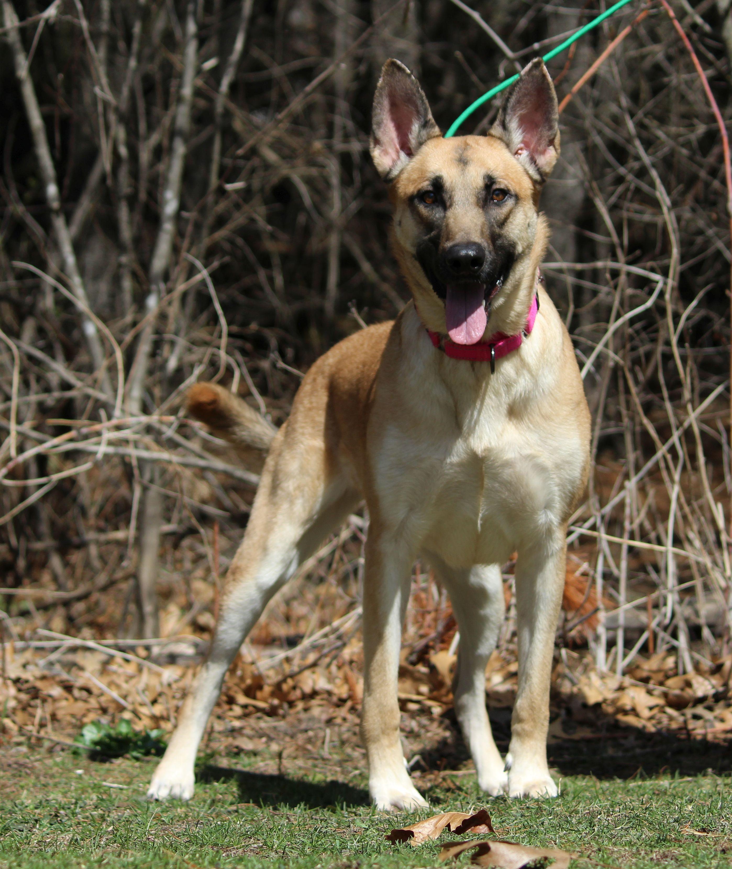 Enlarge Bailey, a ADOPTABLE mixed breed in Portage, WI image 4/6