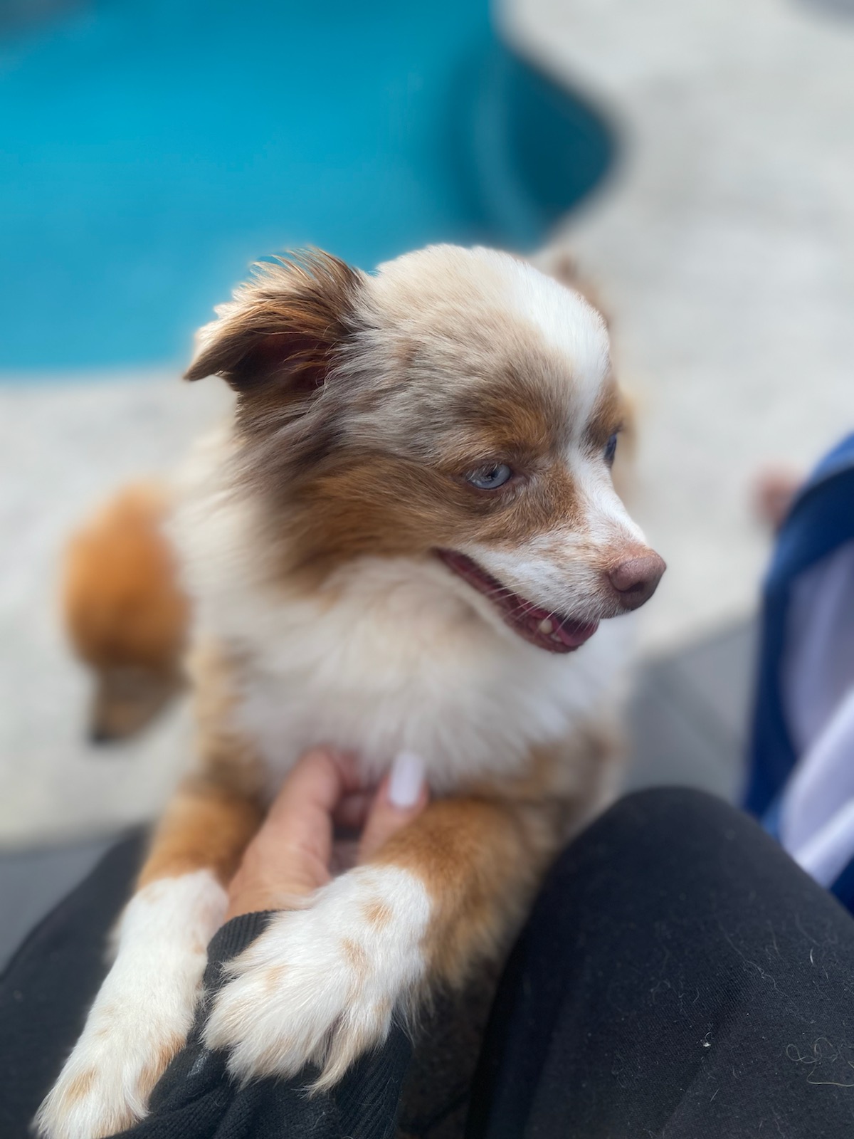 Toby