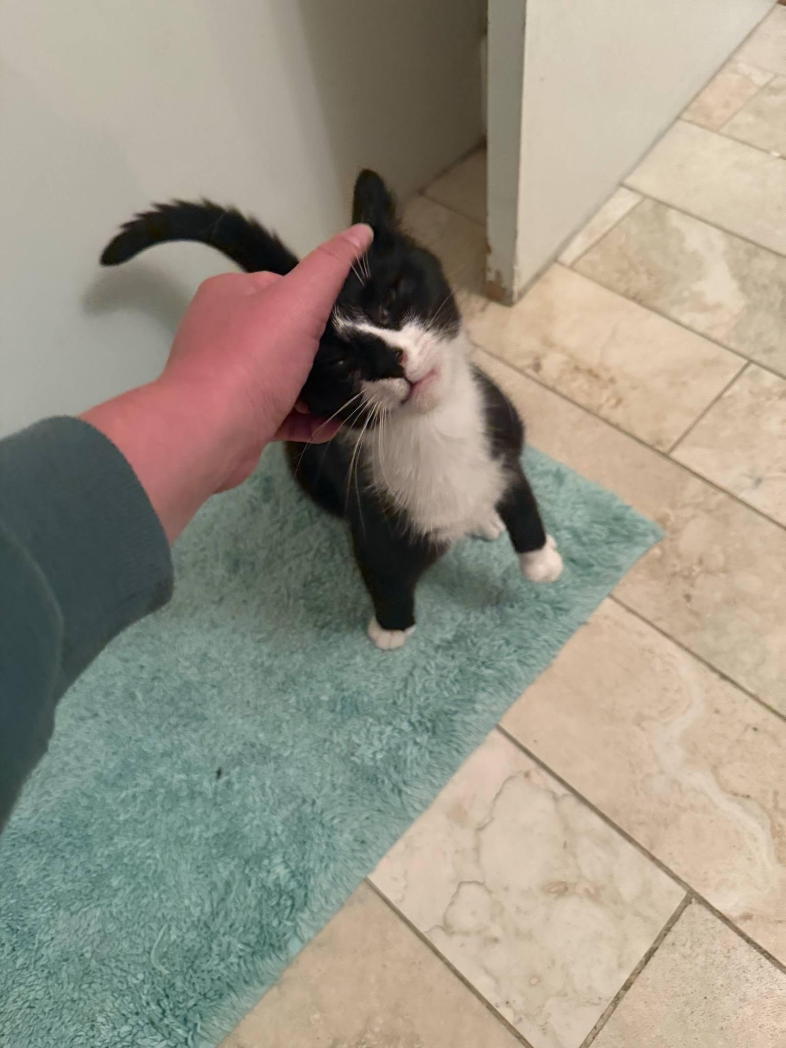 Enlarge Magpie *adoption pending*, a Adopted Tuxedo in Etobicoke, ON image 3/4