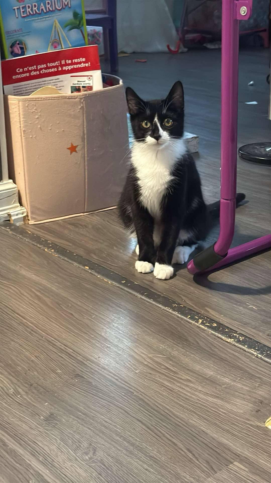 Enlarge Magpie *adoption pending*, a Adopted Tuxedo in Etobicoke, ON image 4/4