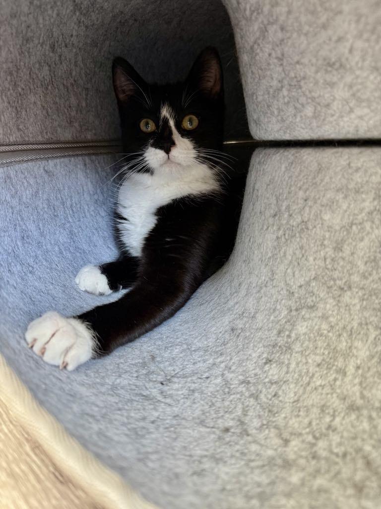 Enlarge Magpie *adoption pending*, a Adopted Tuxedo in Etobicoke, ON image 2/4