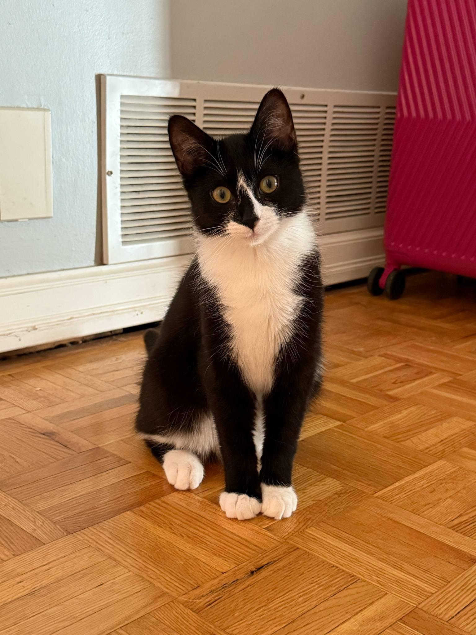 Enlarge Magpie *adoption pending*, a Adopted Tuxedo in Etobicoke, ON image 1/4