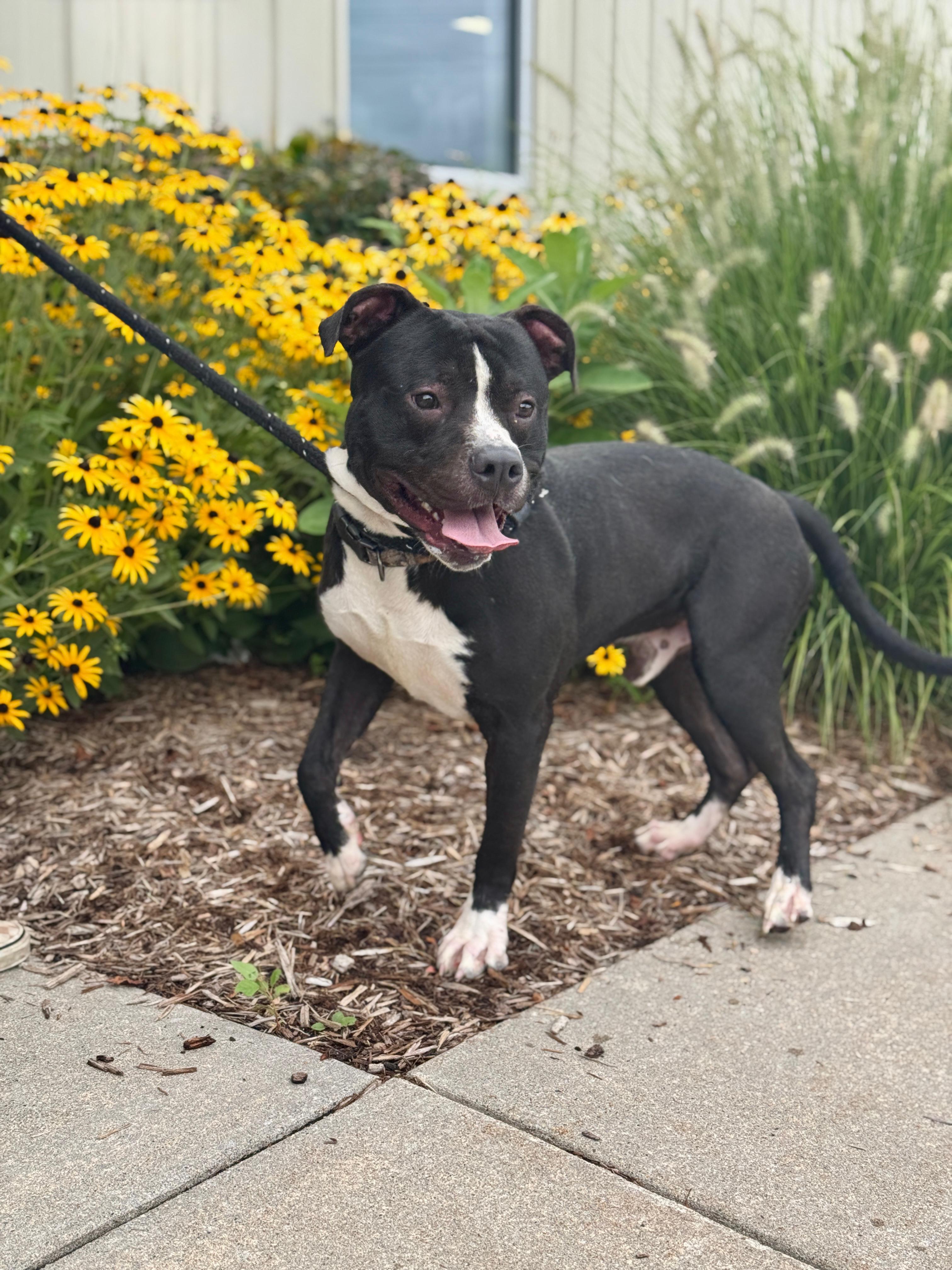 Thor, a Adoptable Mixed Breed in Benton Harbor, MI image 2/3