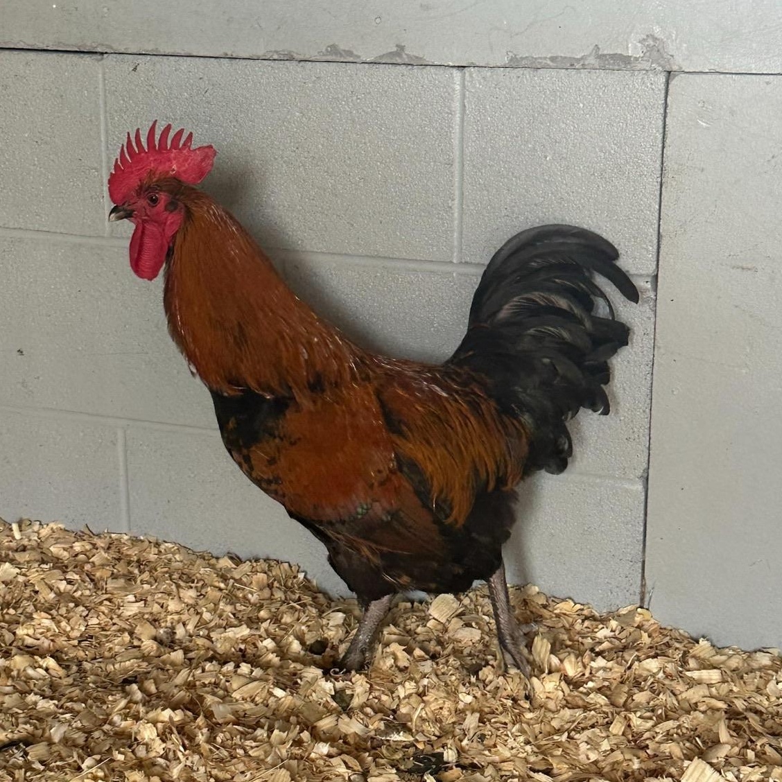 Kane (ID 52020), Adoptable, Baby Male Chicken.