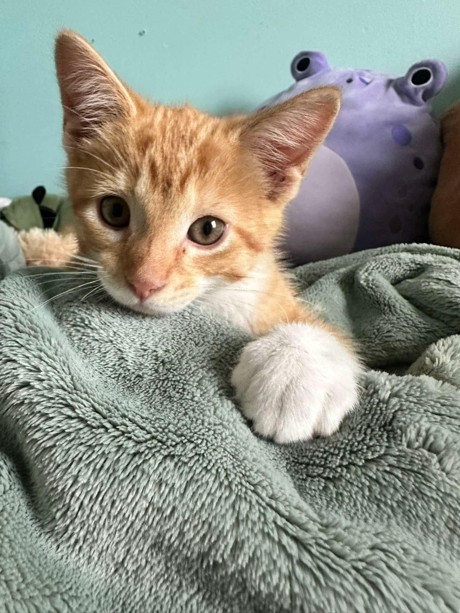 Car, a ADOPTABLE Domestic Short Hair in Lansing, MI image 1/2