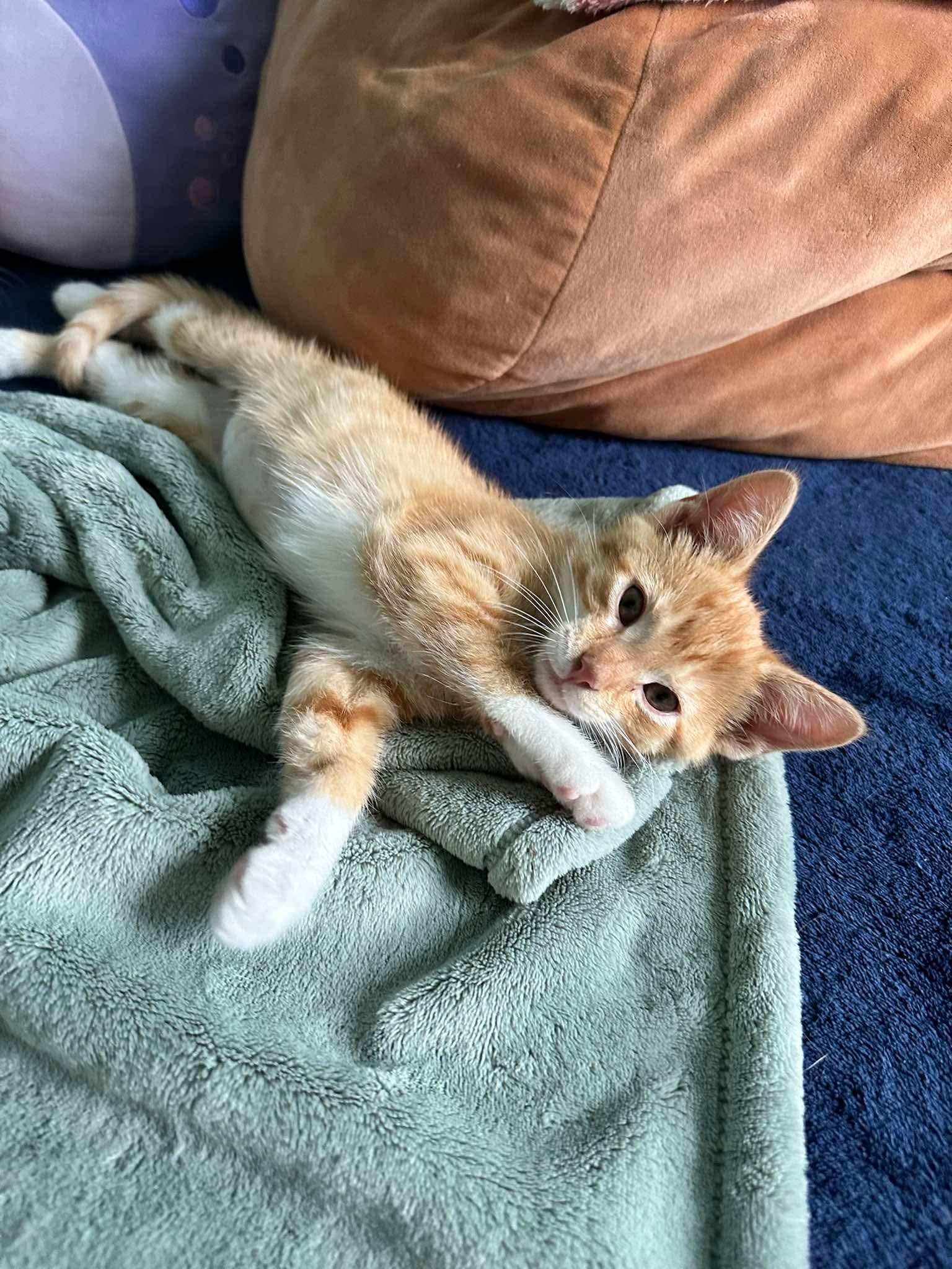 Car, a ADOPTABLE Domestic Short Hair in Lansing, MI image 2/2