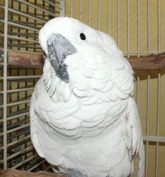 Gabby, Adoptable, Adult Female Cockatoo.