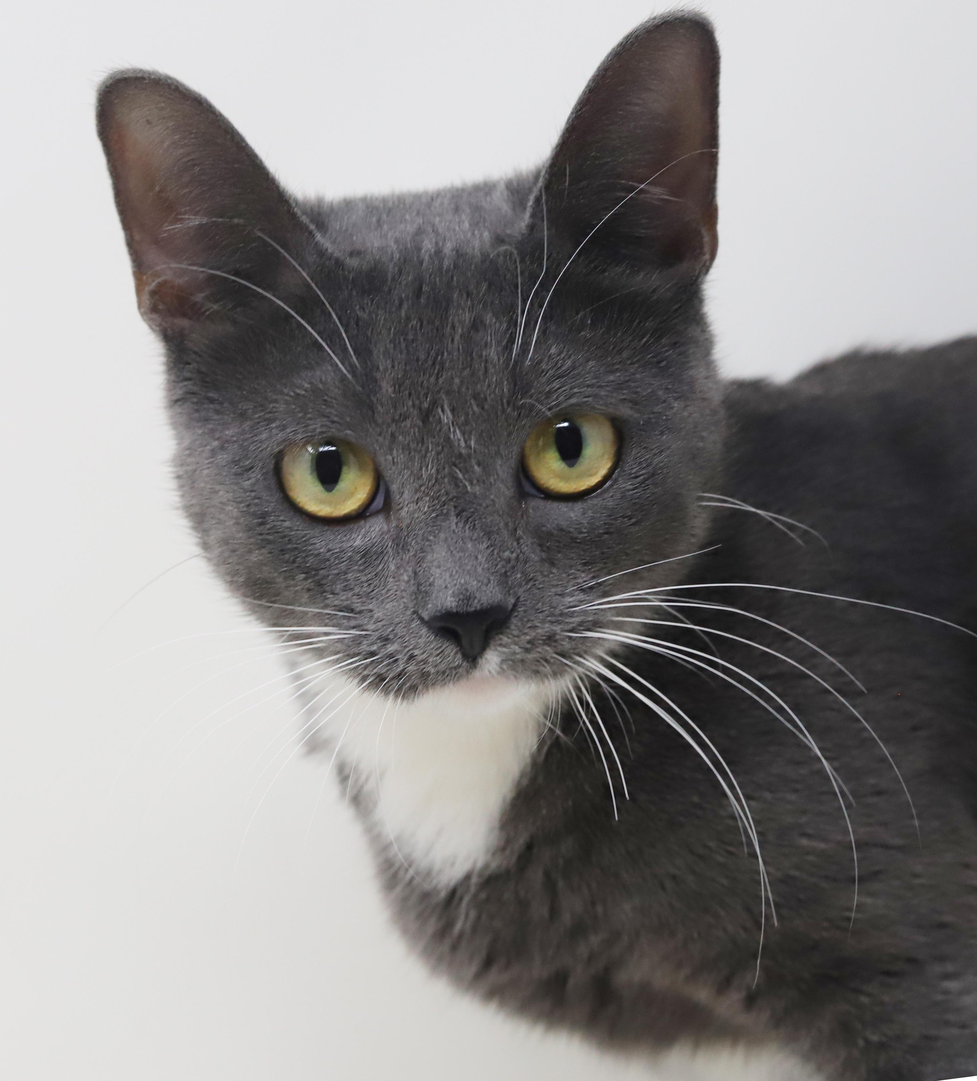 Enlarge Periwinkle is truly purrfect!   TINY for life - lo shed and SOOO sweet!, an adopted mixed breed in Bedford Hills, NY image 6/6