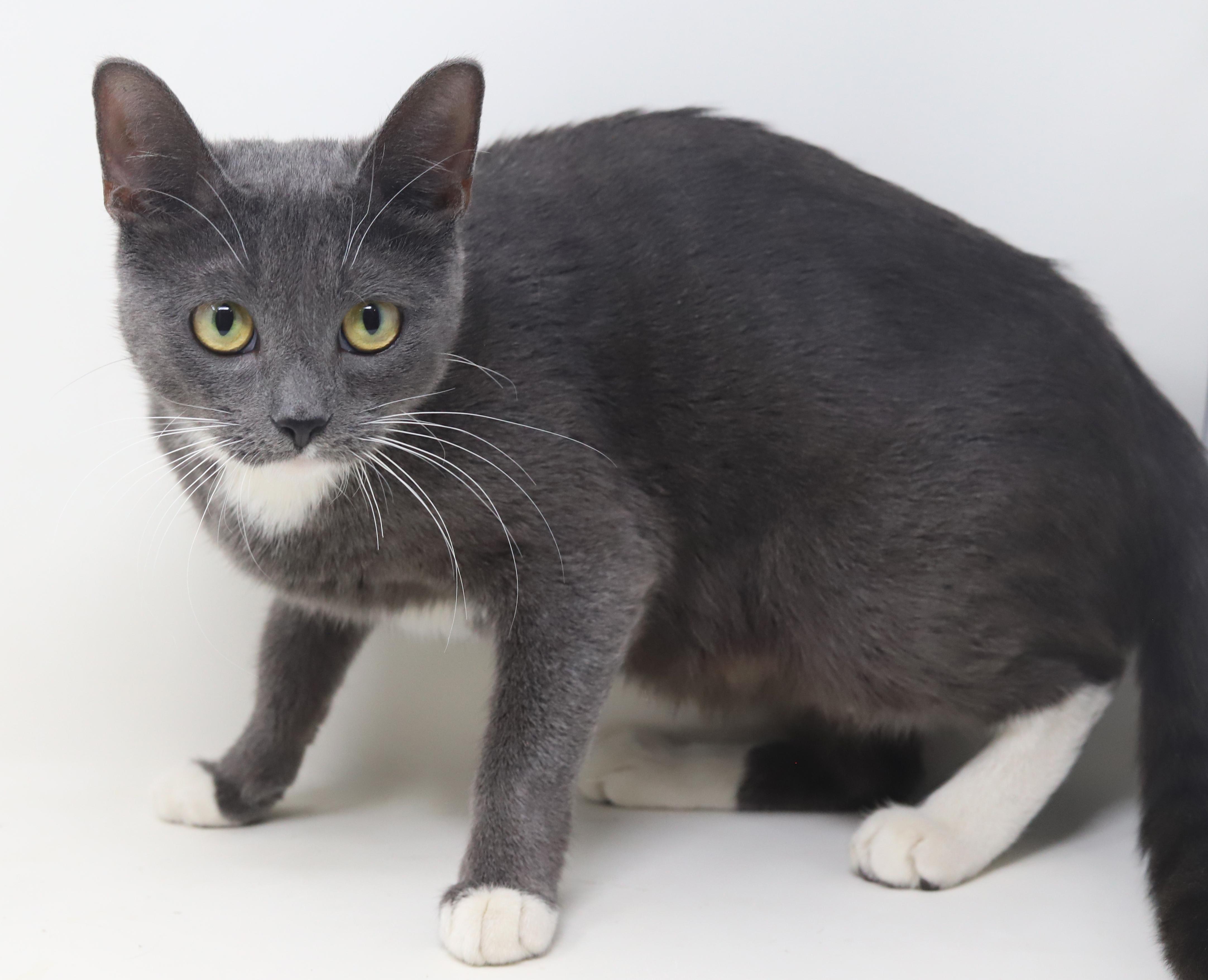 Enlarge Periwinkle is truly purrfect!   TINY for life - lo shed and SOOO sweet!, an adopted mixed breed in Bedford Hills, NY image 2/6