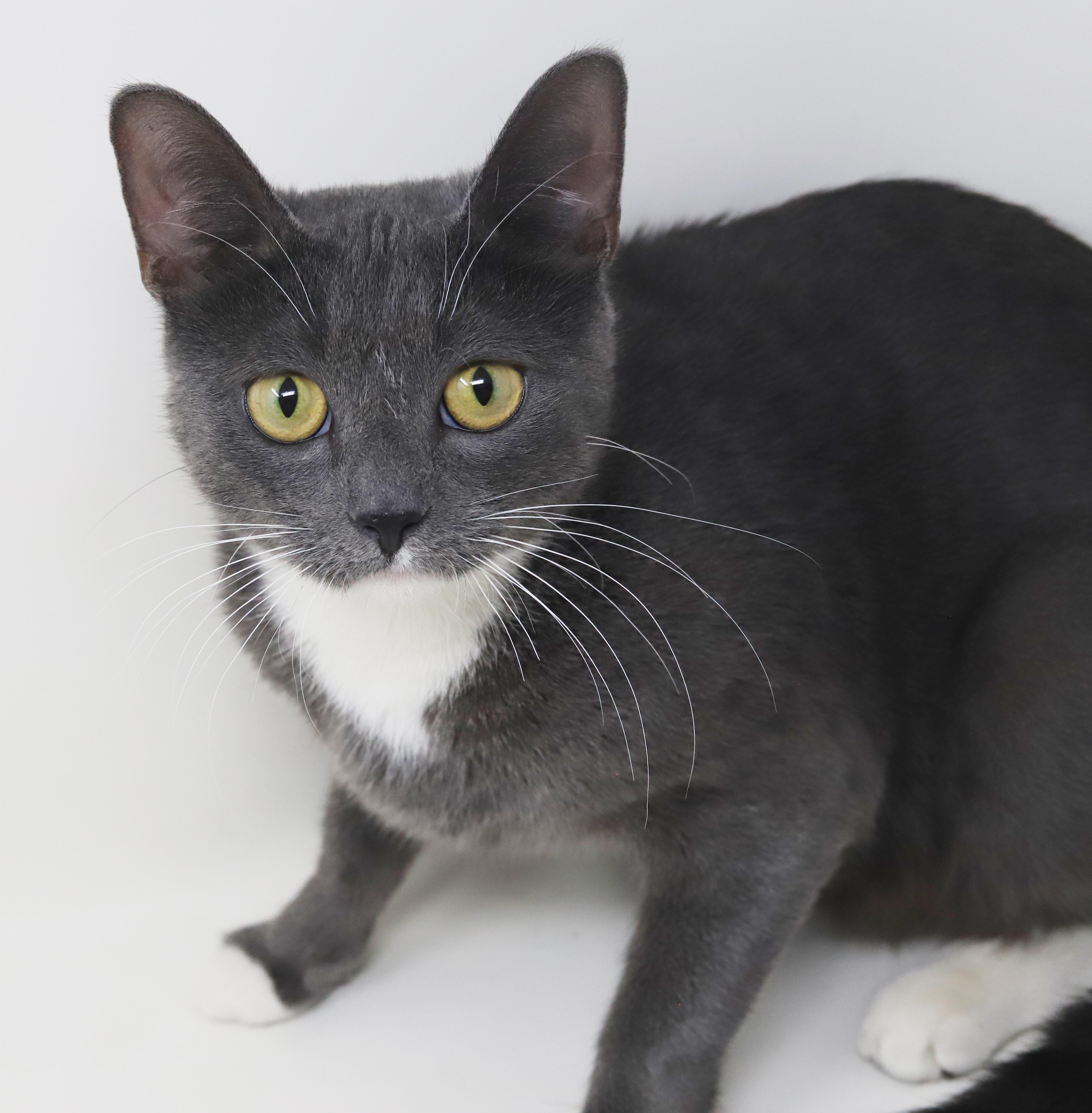 Enlarge Periwinkle is truly purrfect!   TINY for life - lo shed and SOOO sweet!, an adopted mixed breed in Bedford Hills, NY image 5/6