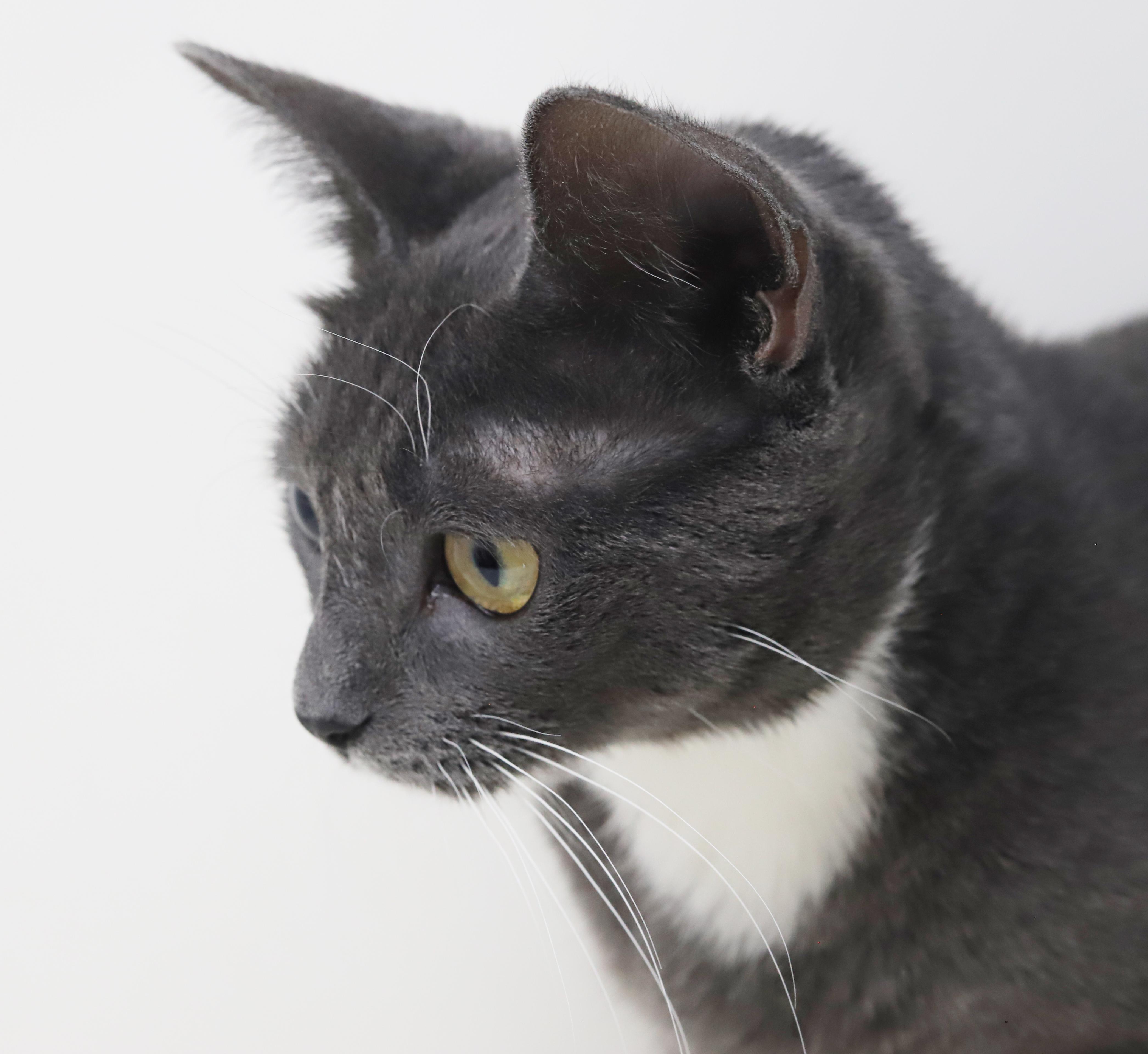 Enlarge Periwinkle is truly purrfect!   TINY for life - lo shed and SOOO sweet!, an adopted mixed breed in Bedford Hills, NY image 4/6