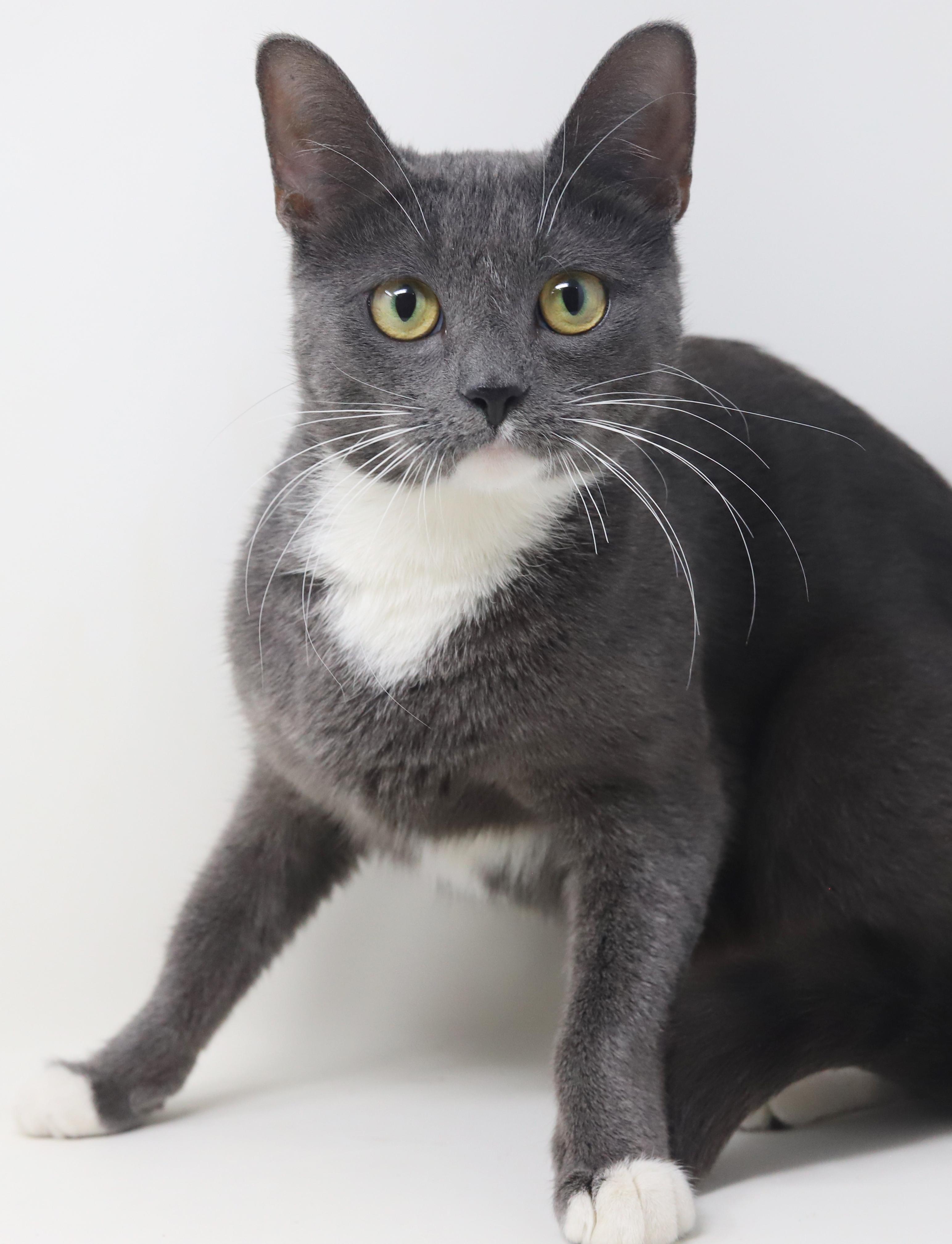 Enlarge Periwinkle is truly purrfect!   TINY for life - lo shed and SOOO sweet!, an adopted mixed breed in Bedford Hills, NY image 3/6