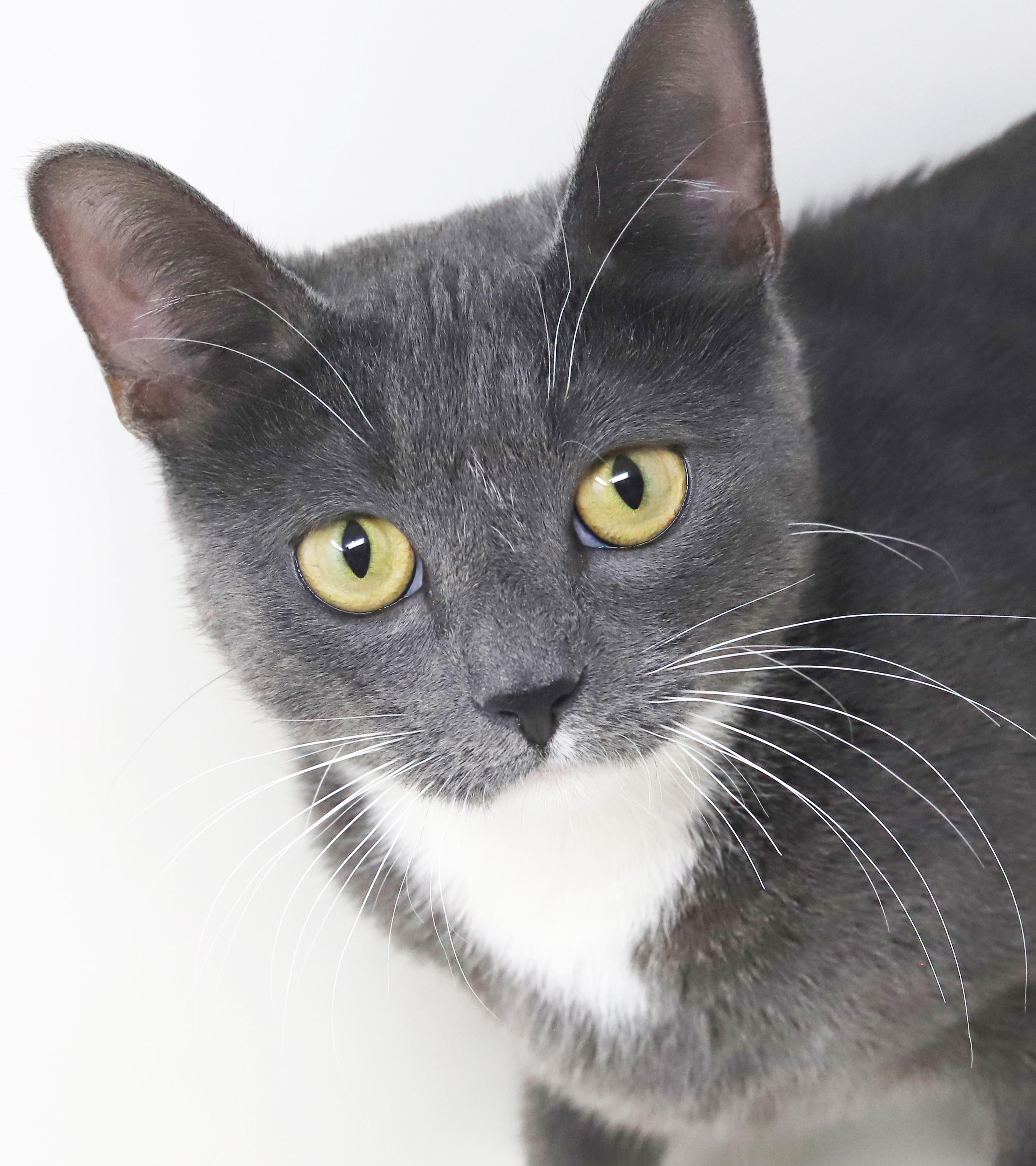 Enlarge Periwinkle is truly purrfect!   TINY for life - lo shed and SOOO sweet!, an adopted mixed breed in Bedford Hills, NY image 1/6