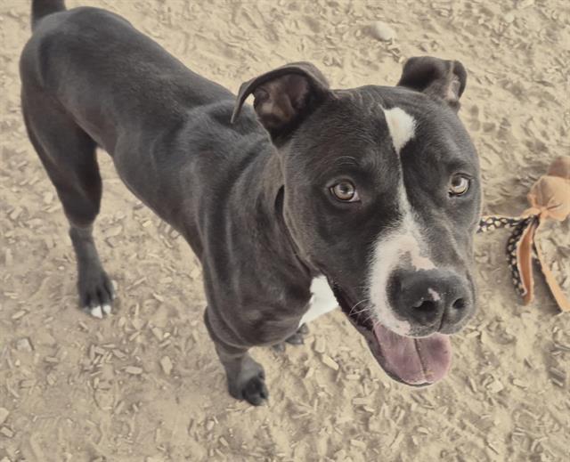 Enlarge TACO, a Adoptable mixed breed in Albuquerque, NM image 2/2