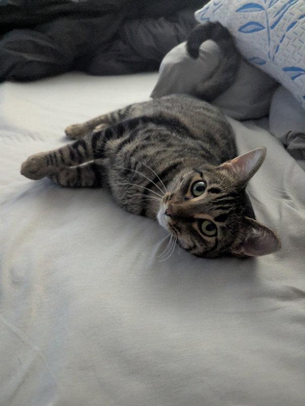 Rosie, Adopted, Young Female Domestic Short Hair.