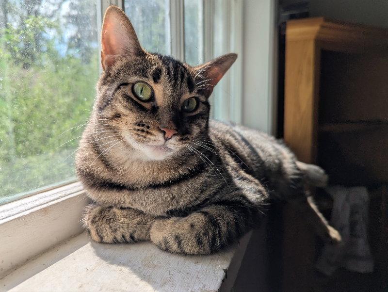 Enlarge Rosie, a Adopted Domestic Short Hair in Niles, MI image 2/3