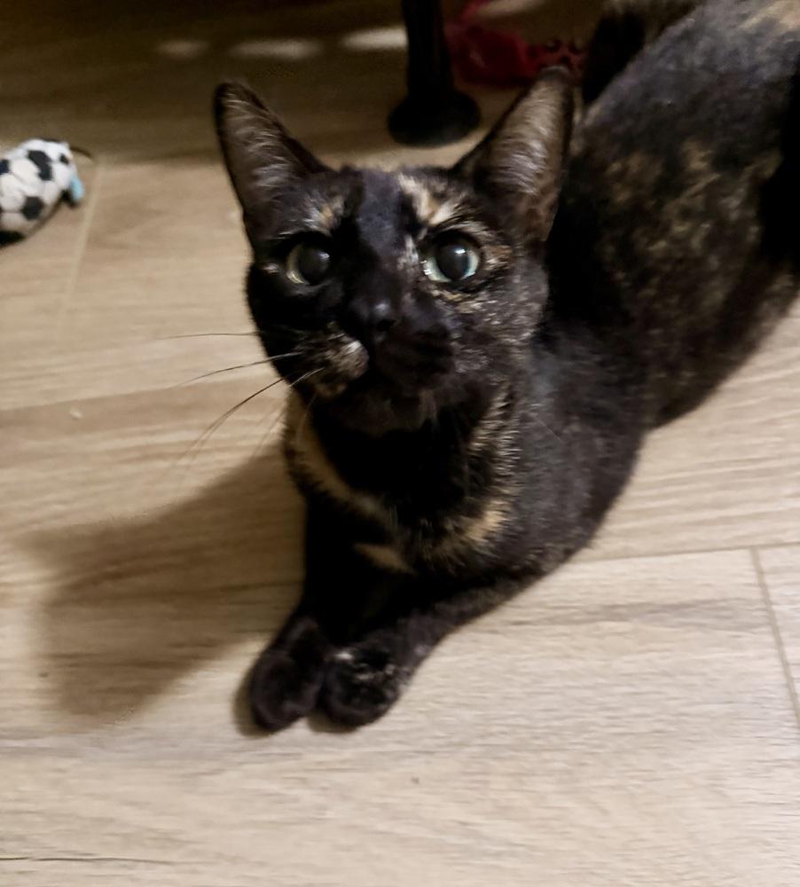 Enlarge Pumpkin, a Adoptable mixed breed in Olyphant, PA image 1/5