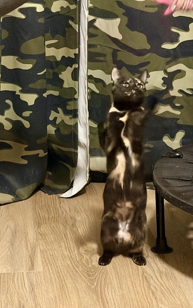 Enlarge Pumpkin, a Adoptable mixed breed in Olyphant, PA image 2/5