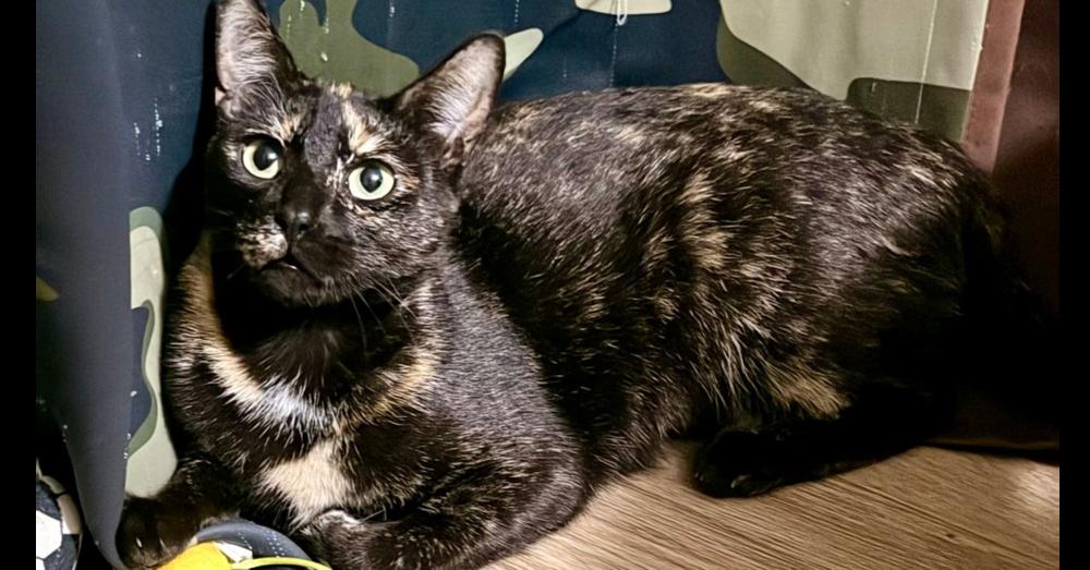 Enlarge Pumpkin, a Adoptable mixed breed in Olyphant, PA image 3/5