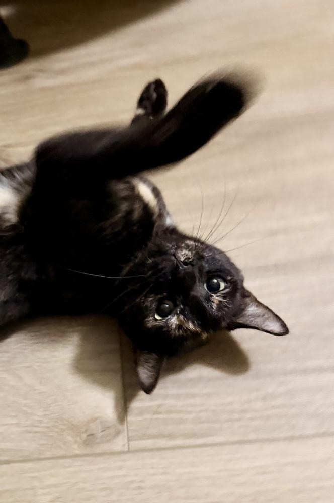 Enlarge Pumpkin, a Adoptable mixed breed in Olyphant, PA image 4/5