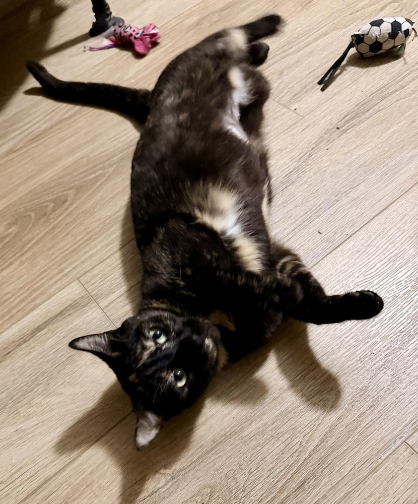 Enlarge Pumpkin, a Adoptable mixed breed in Olyphant, PA image 5/5