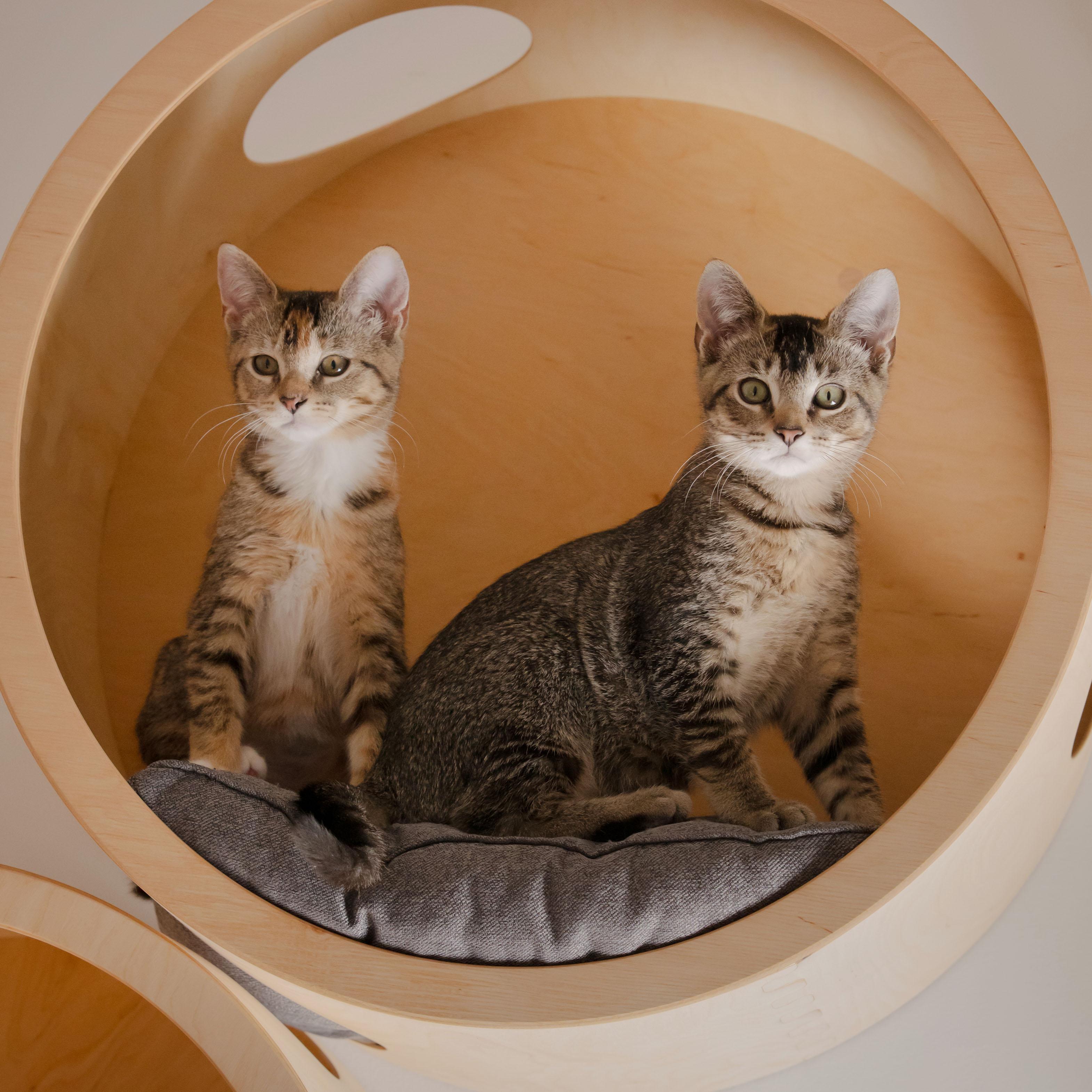 Enlarge Scarf + Beanie, a ADOPTABLE Domestic Short Hair in BROOKLYN, NY image 1/5