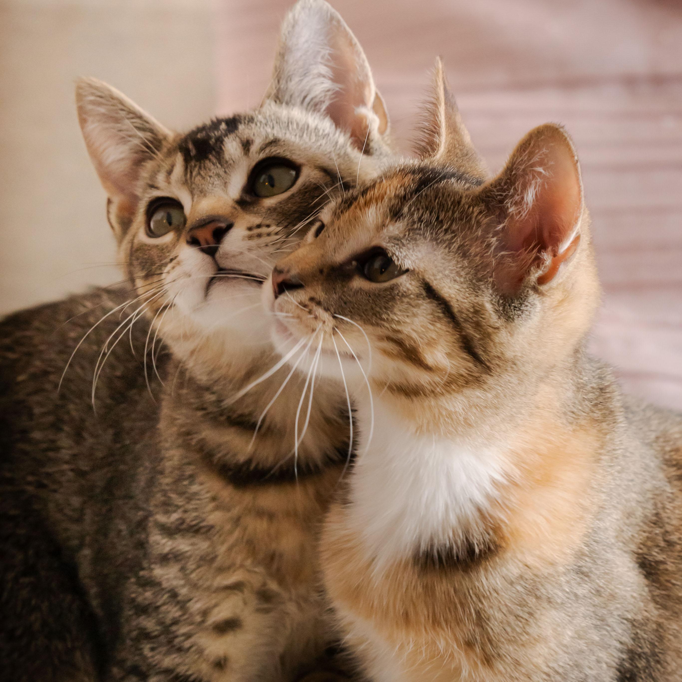 Enlarge Scarf + Beanie, a ADOPTABLE Domestic Short Hair in BROOKLYN, NY image 2/5