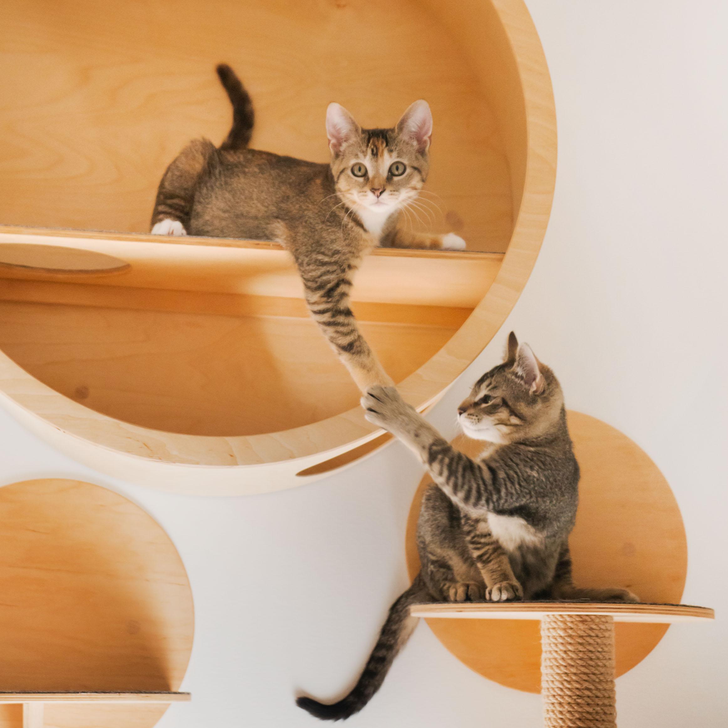 Enlarge Scarf + Beanie, a ADOPTABLE Domestic Short Hair in BROOKLYN, NY image 3/5