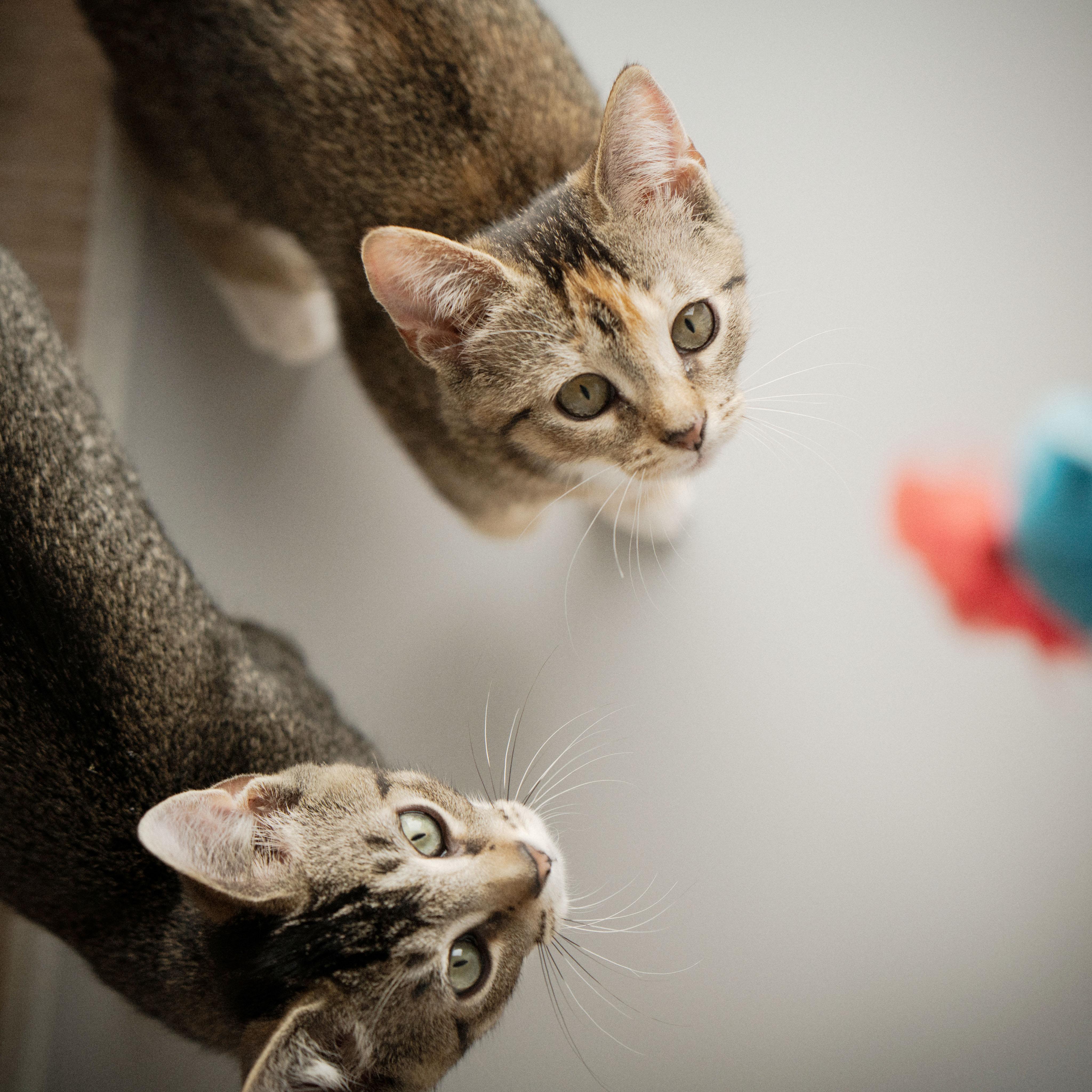Enlarge Scarf + Beanie, a ADOPTABLE Domestic Short Hair in BROOKLYN, NY image 4/5