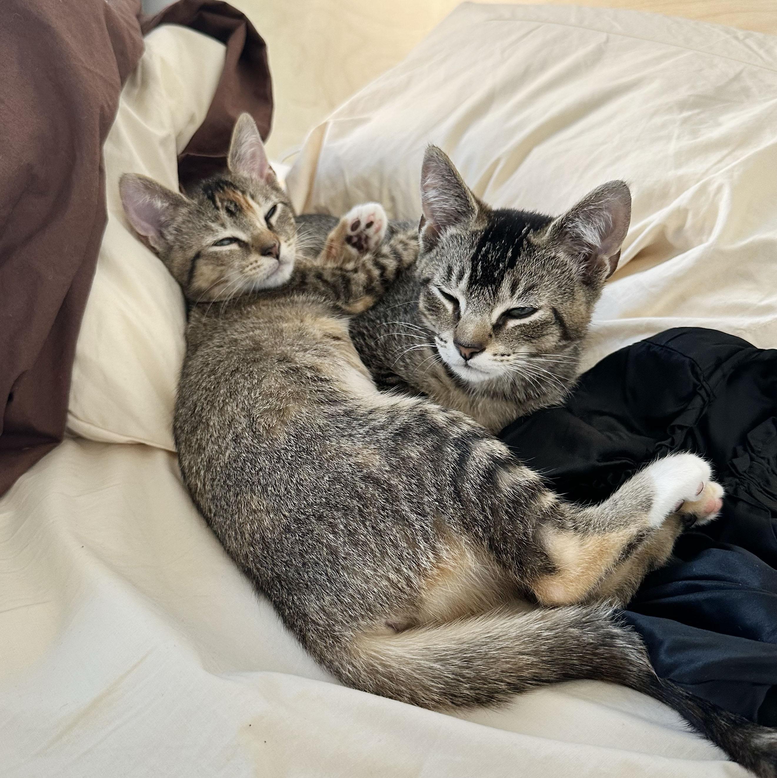 Enlarge Scarf + Beanie, a ADOPTABLE Domestic Short Hair in BROOKLYN, NY image 5/5