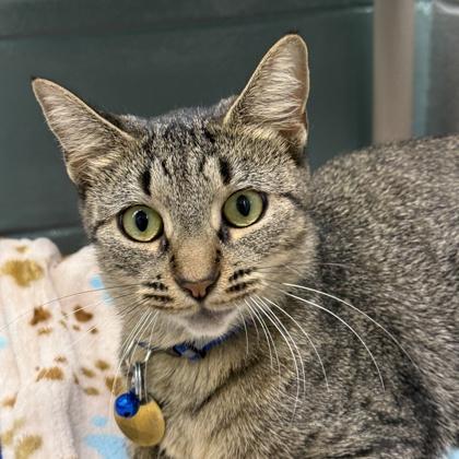 Enlarge Gouda, a Adoptable Domestic Short Hair in Lansing, MI image 1/2