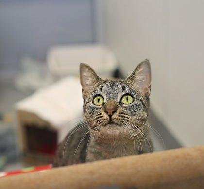 Enlarge Gouda, a Adoptable Domestic Short Hair in Lansing, MI image 2/2