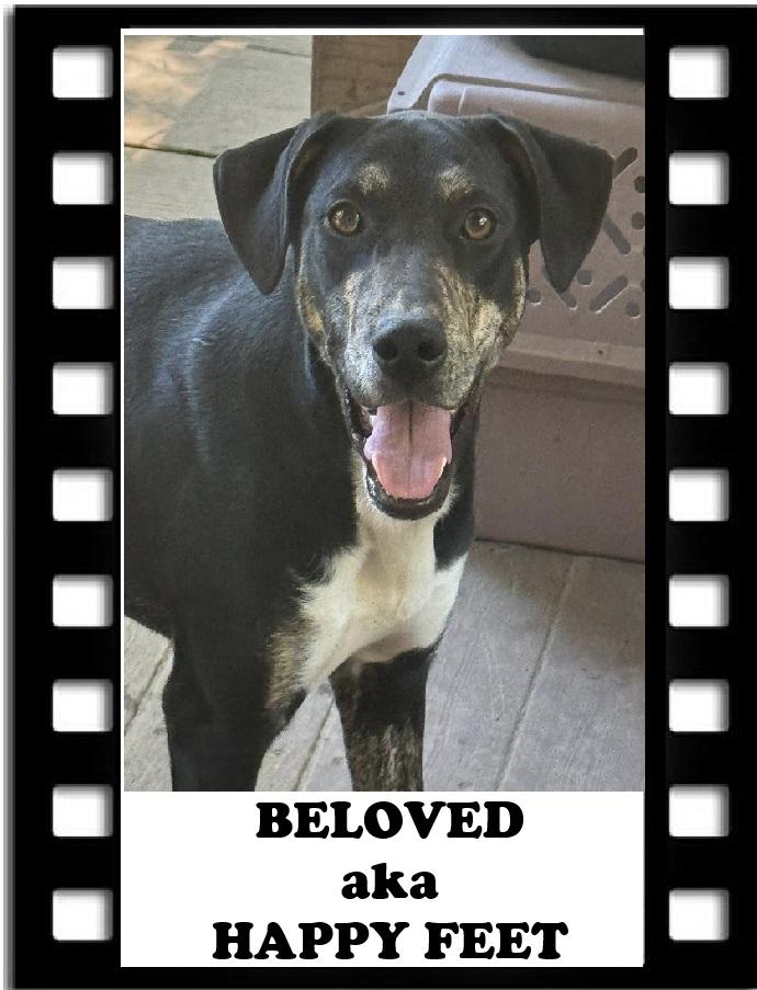 Beloved, a Adoptable mixed breed in Navarre, FL image 1/3