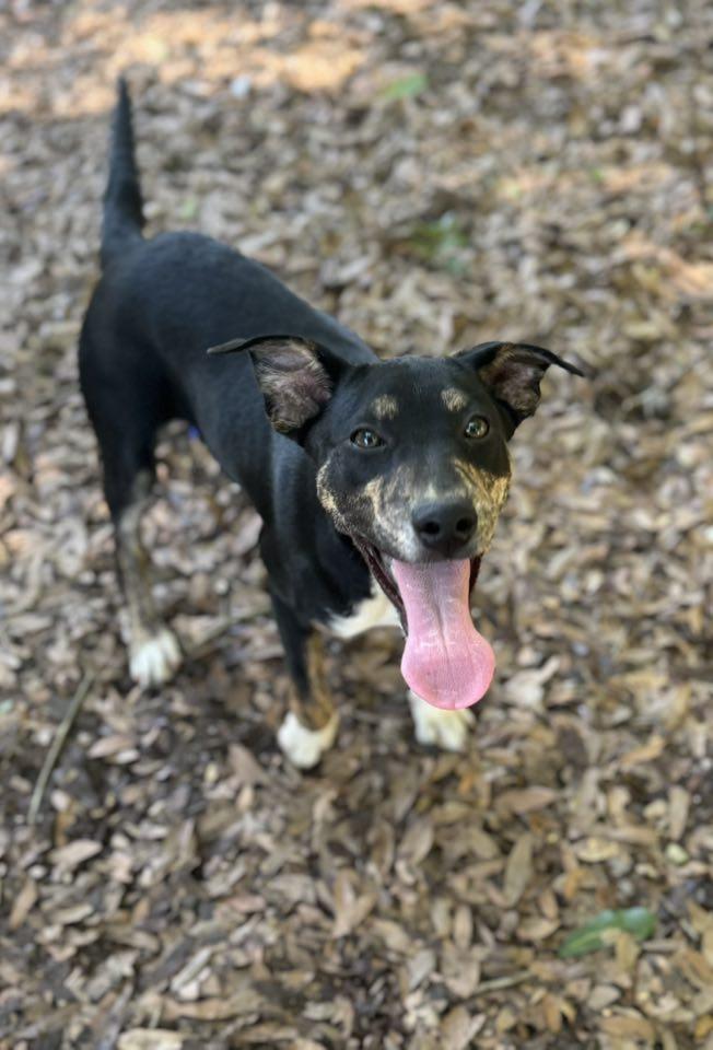 Beloved, a Adoptable mixed breed in Navarre, FL image 2/3