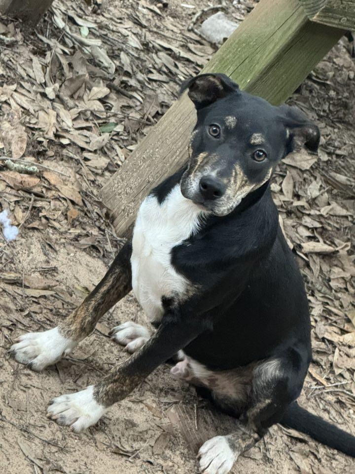 Beloved, a Adoptable mixed breed in Navarre, FL image 3/3
