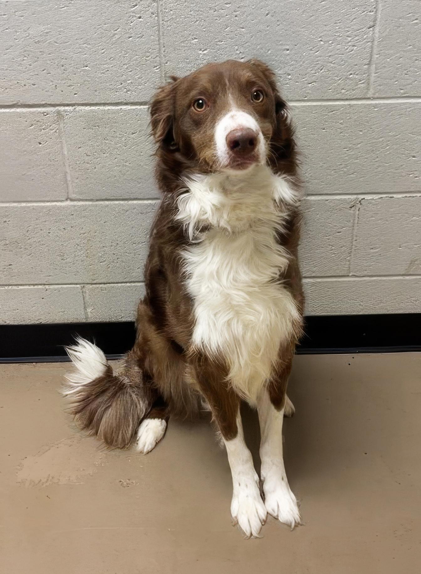 Enlarge Topher, a Adopted Mixed Breed in Nashville, TN image 1/1
