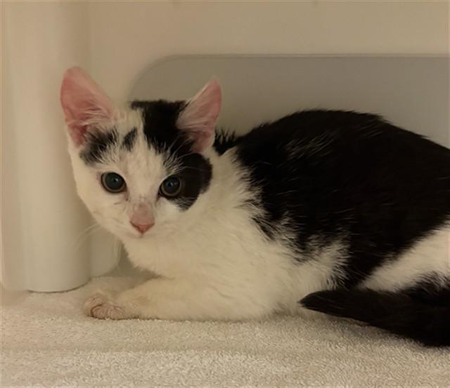 CLEO, Adoptable, Kitten Female Domestic Short Hair.