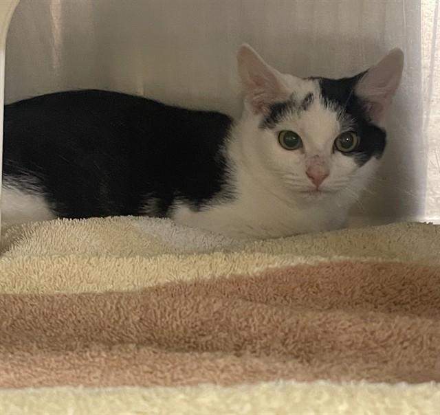 CLEO, Adoptable, Kitten Female Domestic Short Hair.