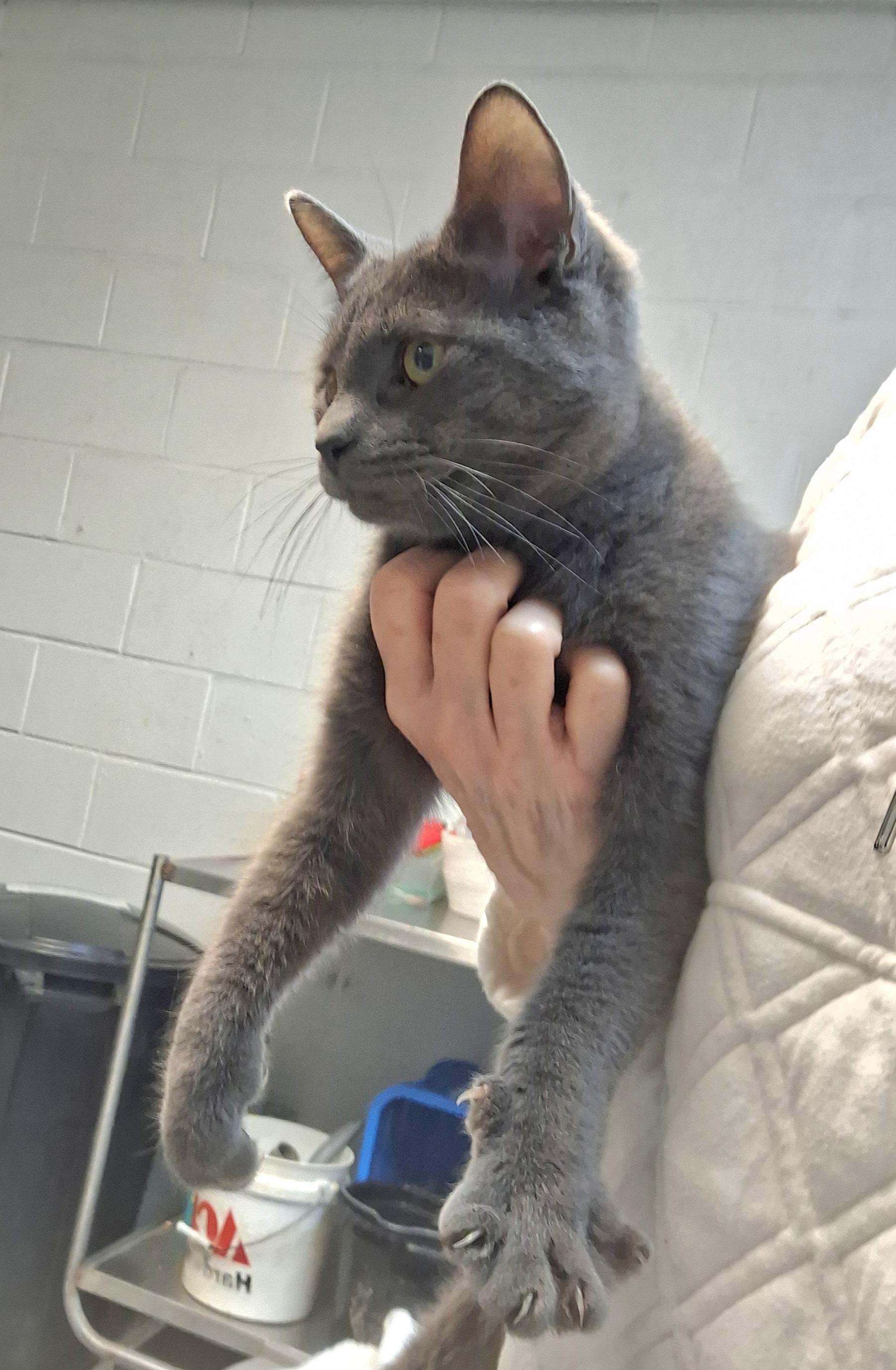 Enlarge Jackson, a ADOPTABLE Russian Blue in Stanton, KY image 2/5