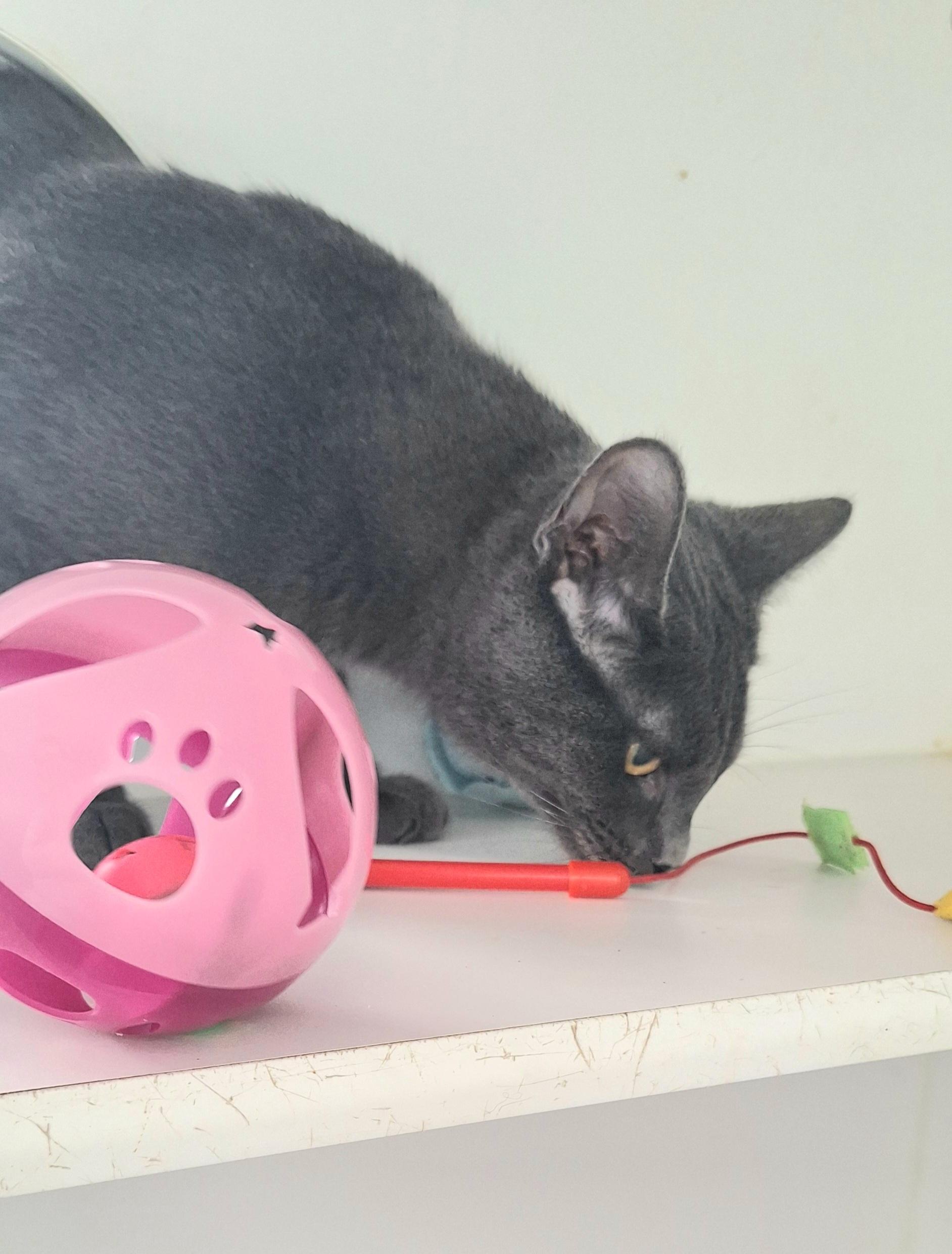 Enlarge Jackson, a ADOPTABLE Russian Blue in Stanton, KY image 4/5