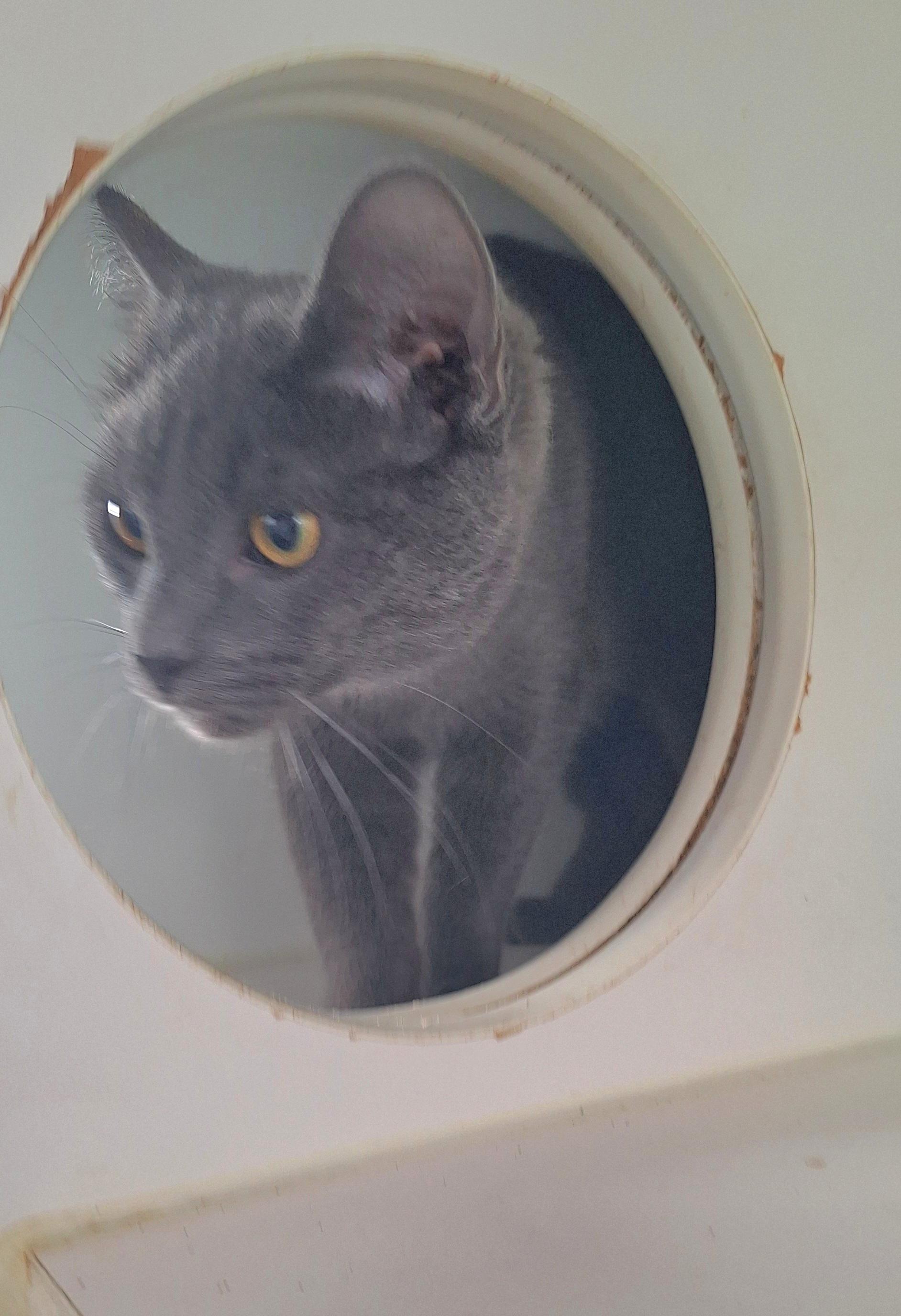 Enlarge Jackson, a ADOPTABLE Russian Blue in Stanton, KY image 3/5