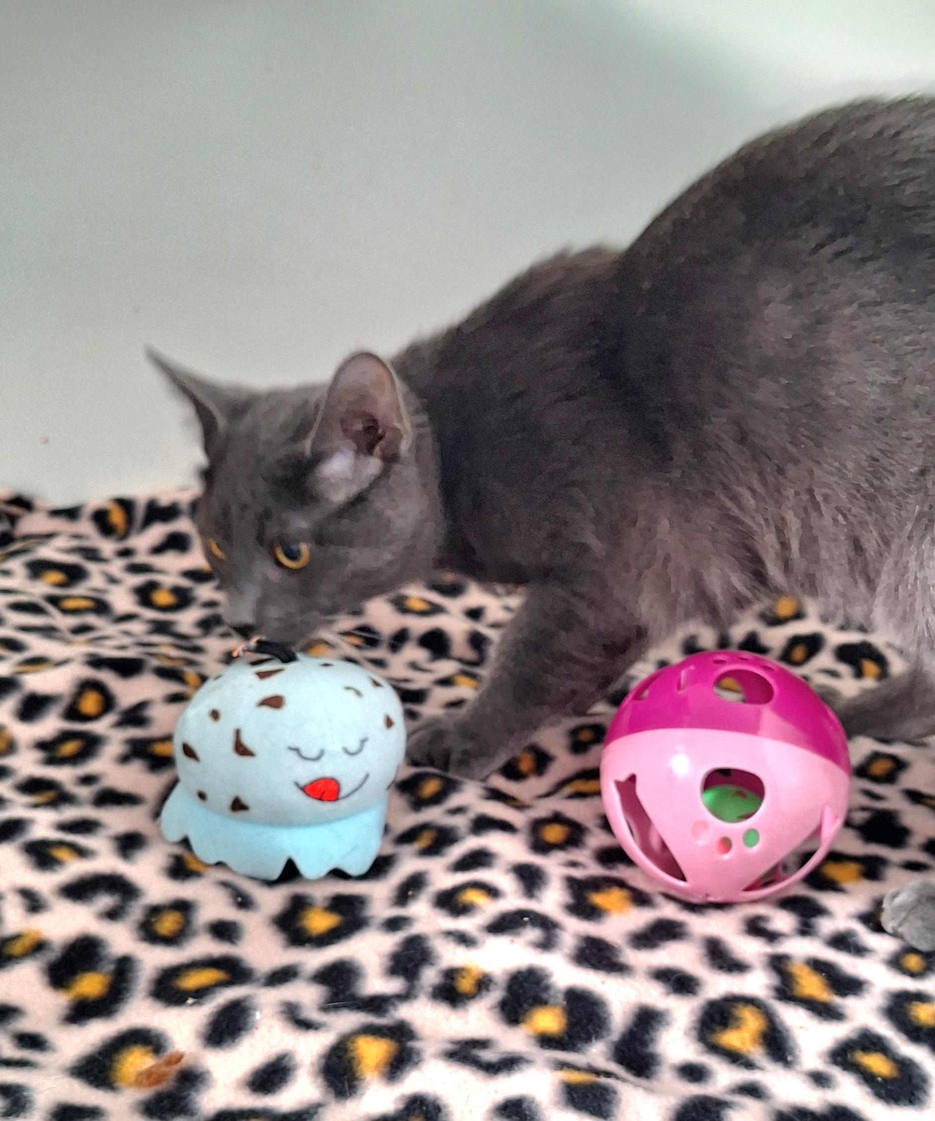 Enlarge Jackson, a ADOPTABLE Russian Blue in Stanton, KY image 1/5