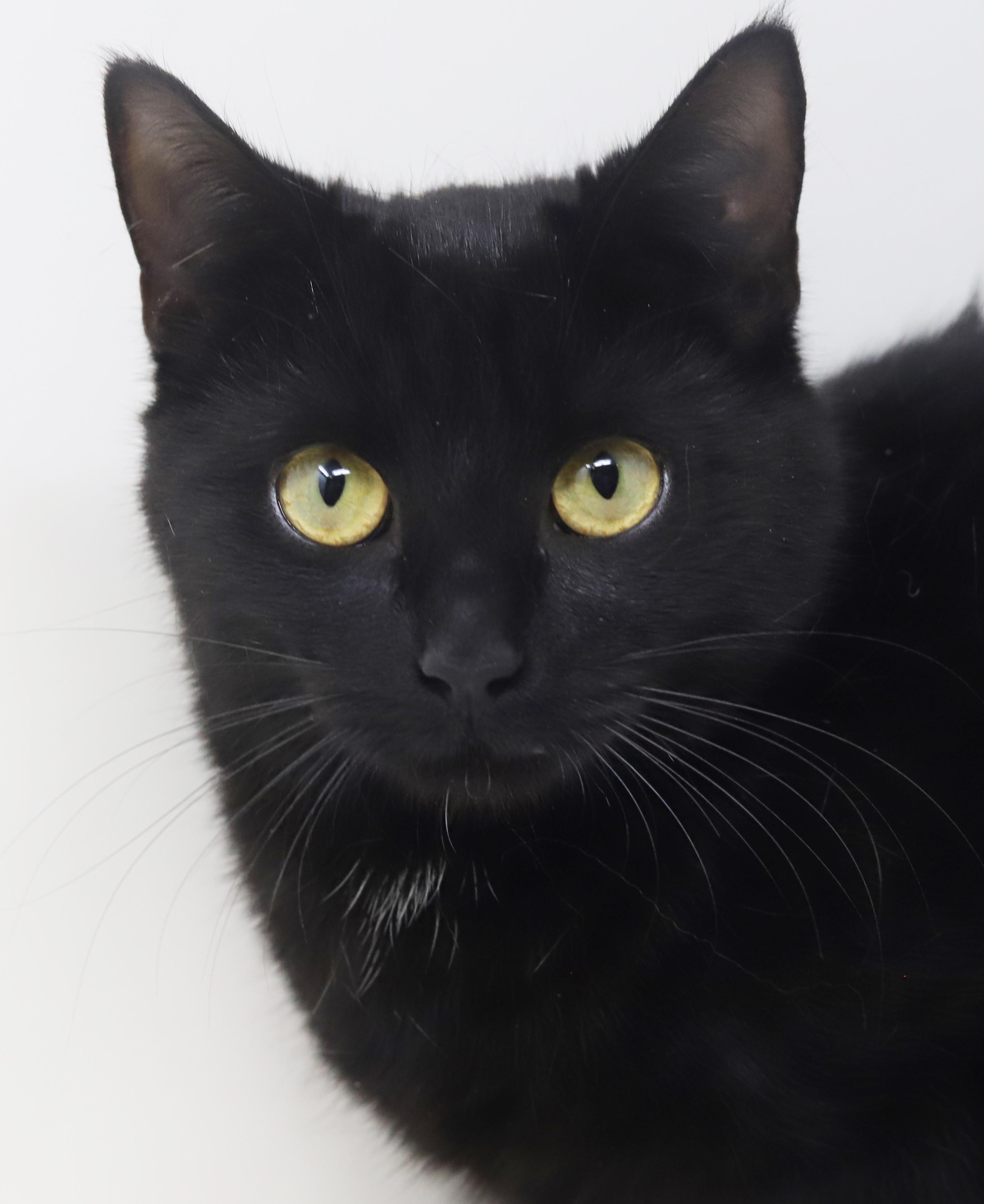 Enlarge Preciosa is well... precious!  Licorice angel!, a Adoptable mixed breed in Bedford Hills, NY image 5/6