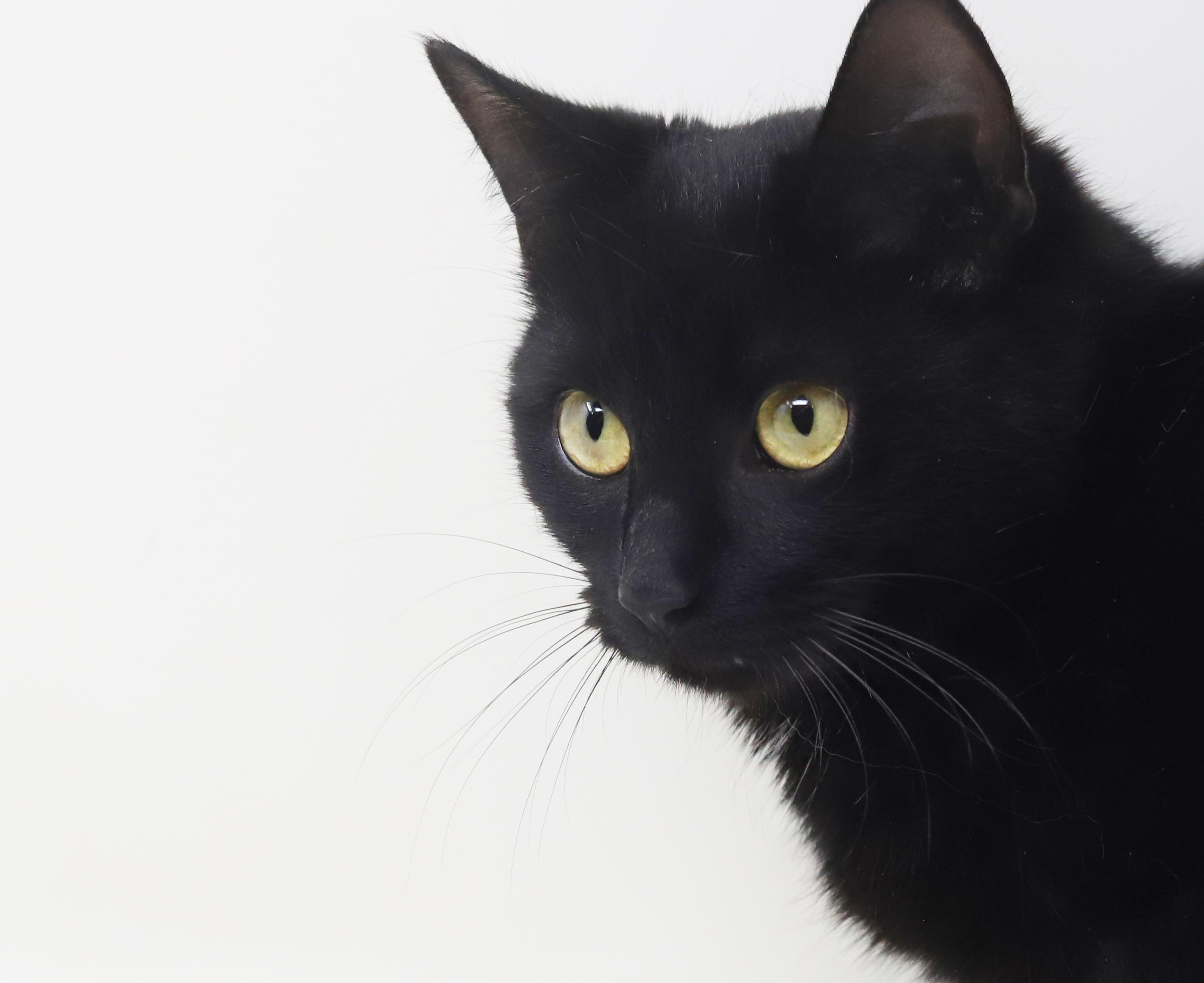 Enlarge Preciosa is well... precious!  Licorice angel!, a Adoptable mixed breed in Bedford Hills, NY image 3/6