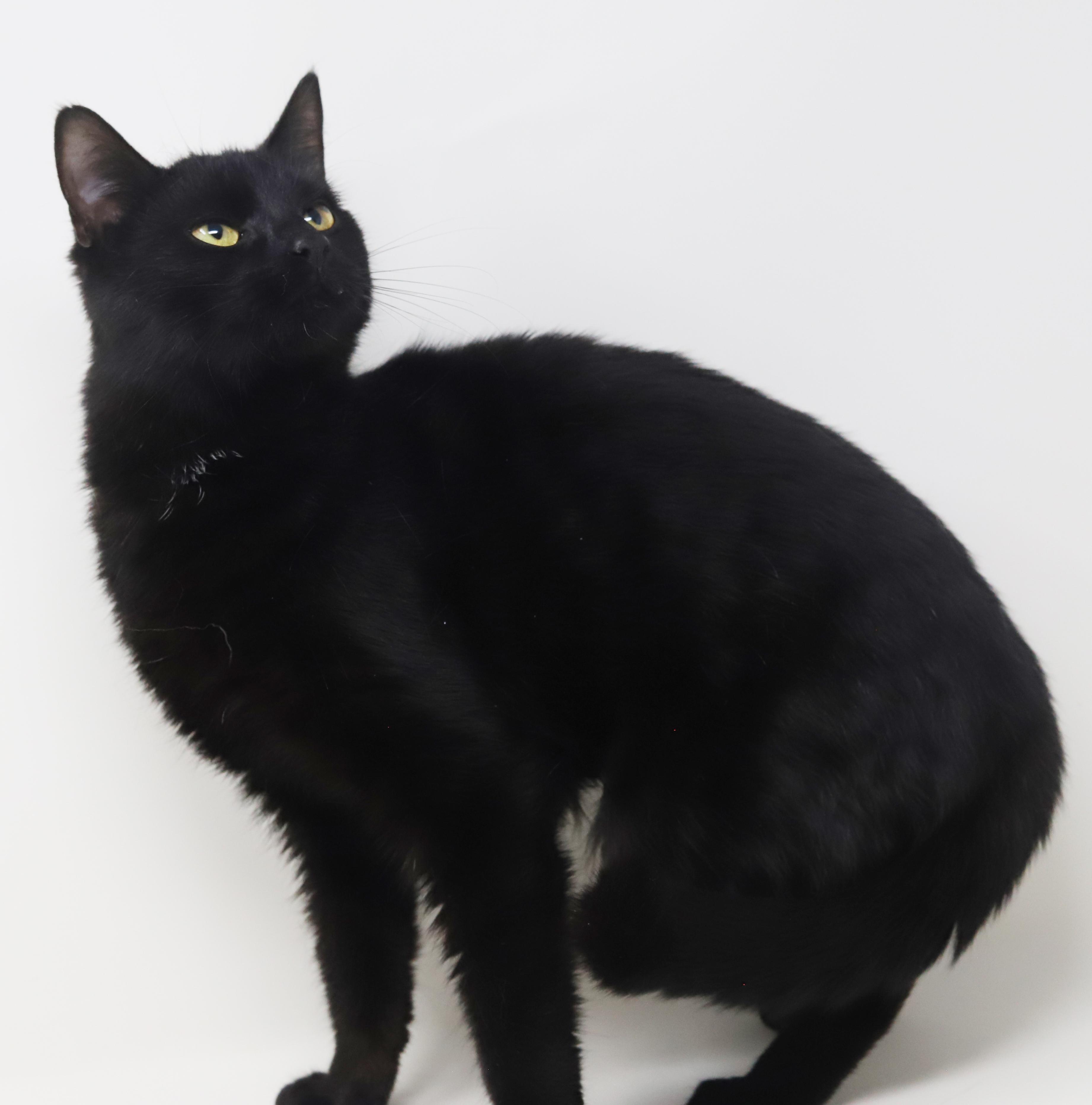 Enlarge Preciosa is well... precious!  Licorice angel!, a Adoptable mixed breed in Bedford Hills, NY image 6/6