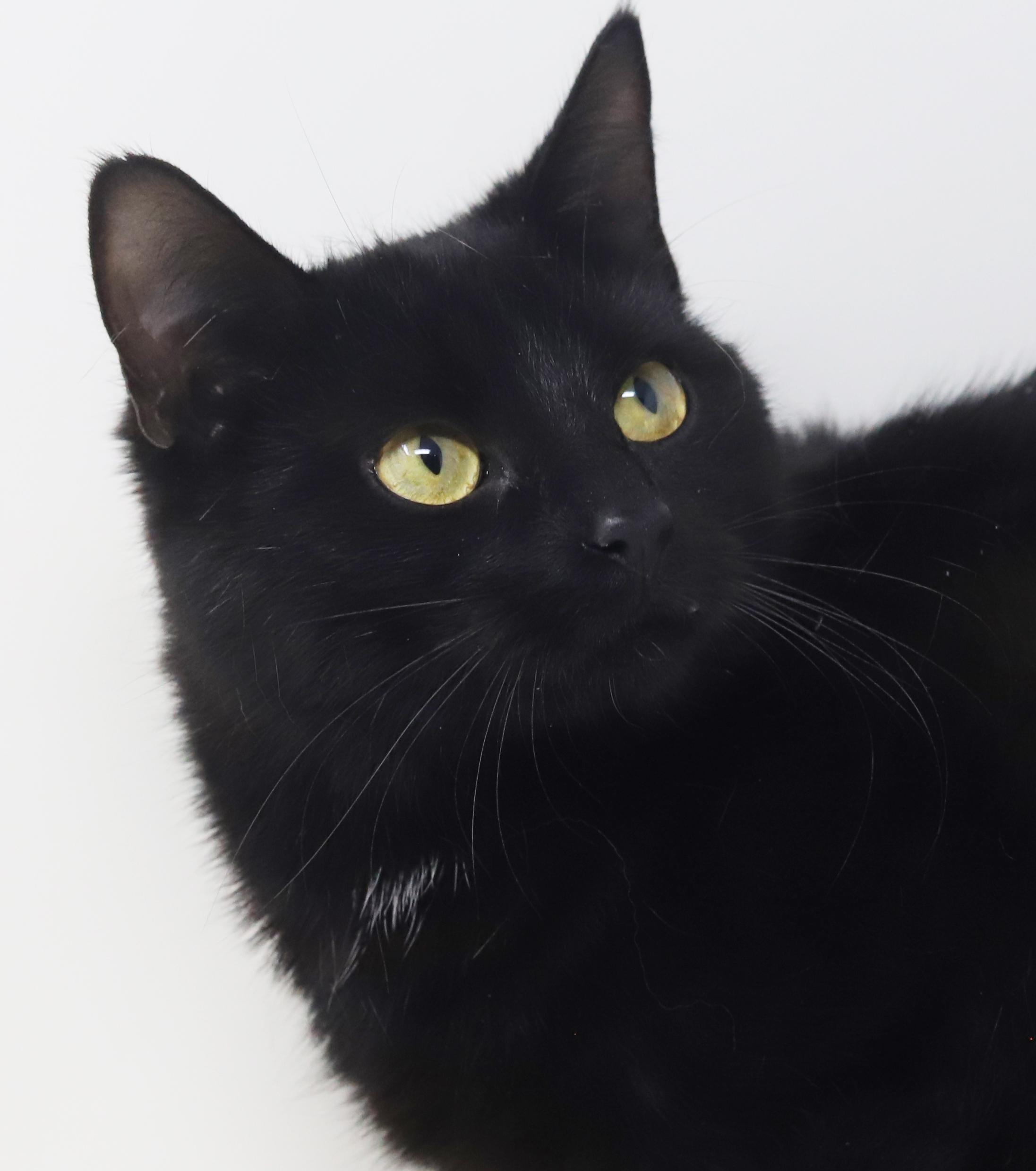 Preciosa is well... precious!  Licorice angel!, Adoptable, Kitten Female Bombay & Maine Coon.