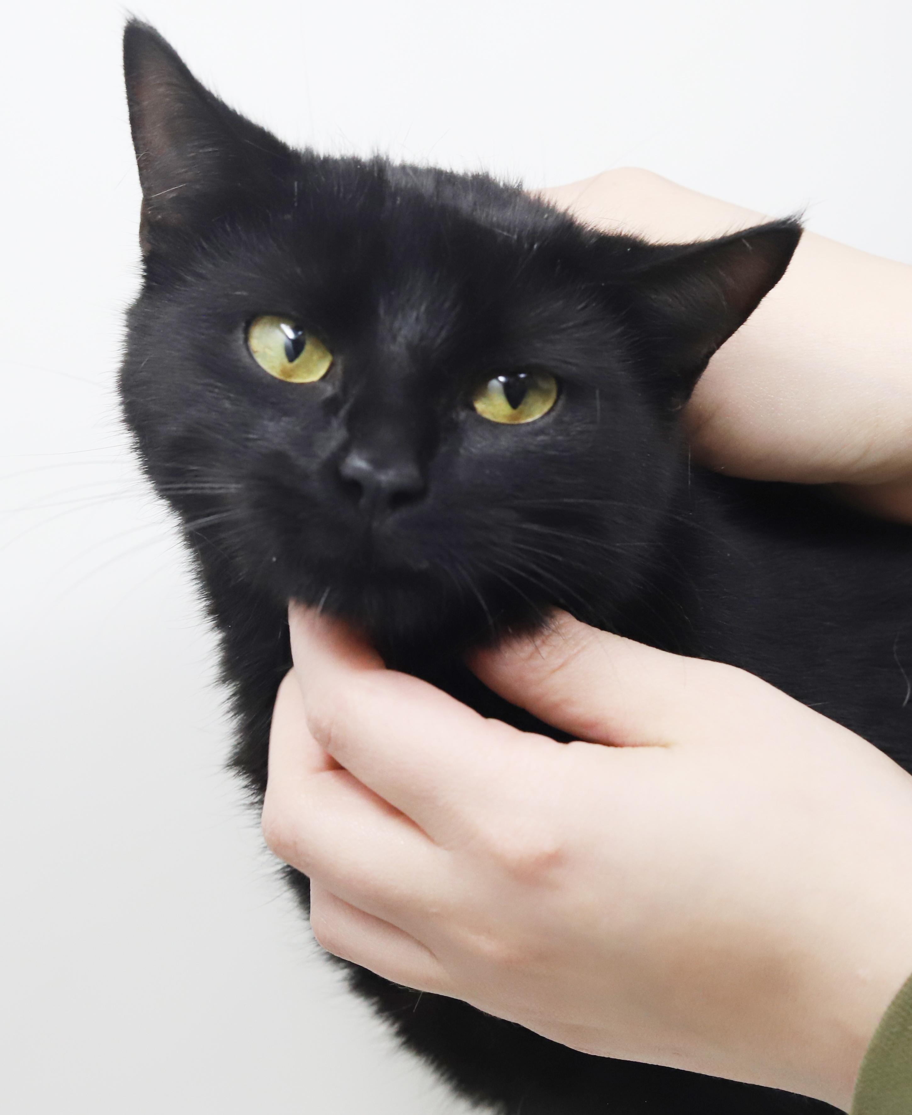 Enlarge Preciosa is well... precious!  Licorice angel!, a Adoptable mixed breed in Bedford Hills, NY image 2/6