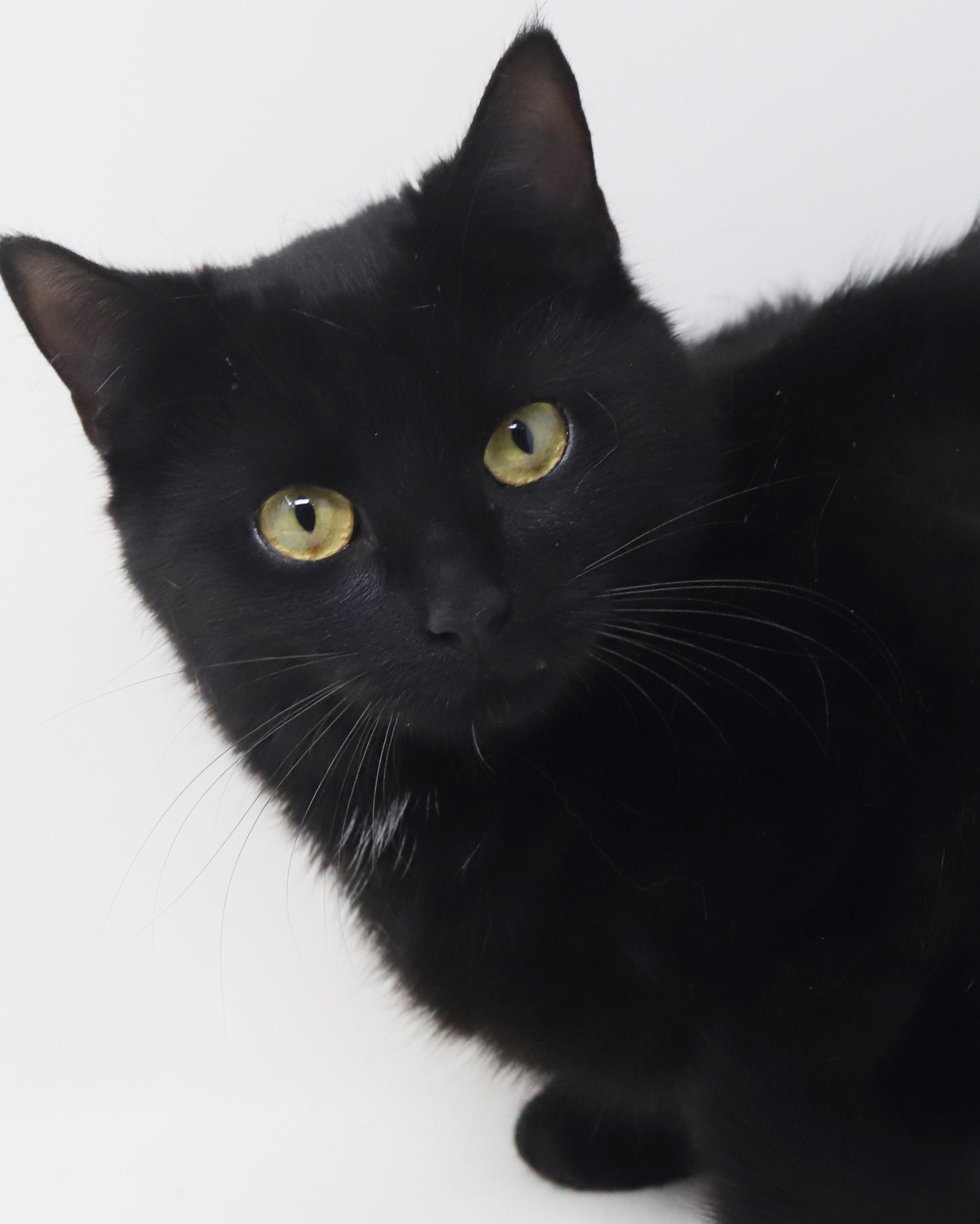 Enlarge Preciosa is well... precious!  Licorice angel!, a Adoptable mixed breed in Bedford Hills, NY image 4/6