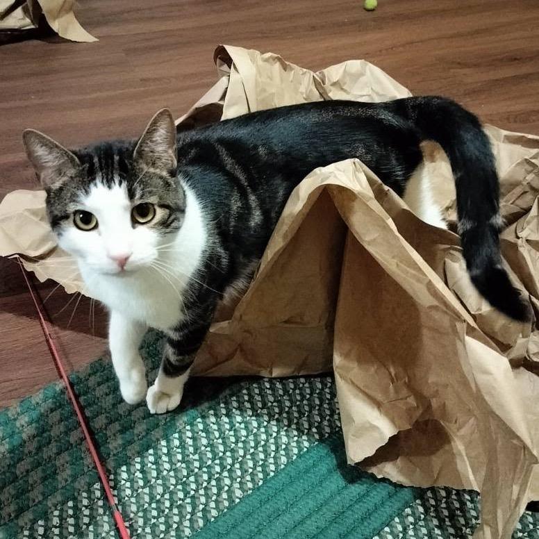 Okie, a Adoptable Domestic Short Hair in Easton, PA image 1/6