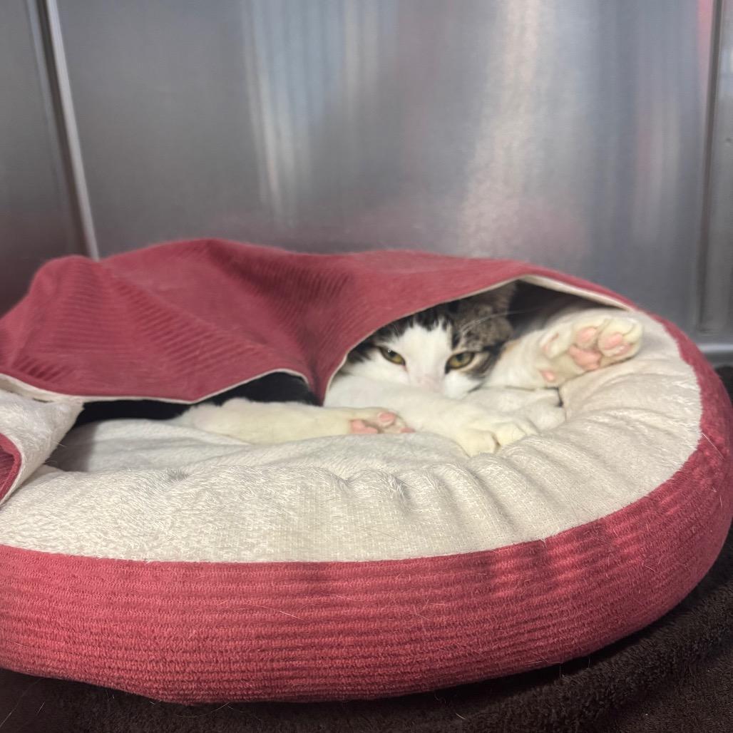 Okie, Adoptable, Adult Male Domestic Short Hair.